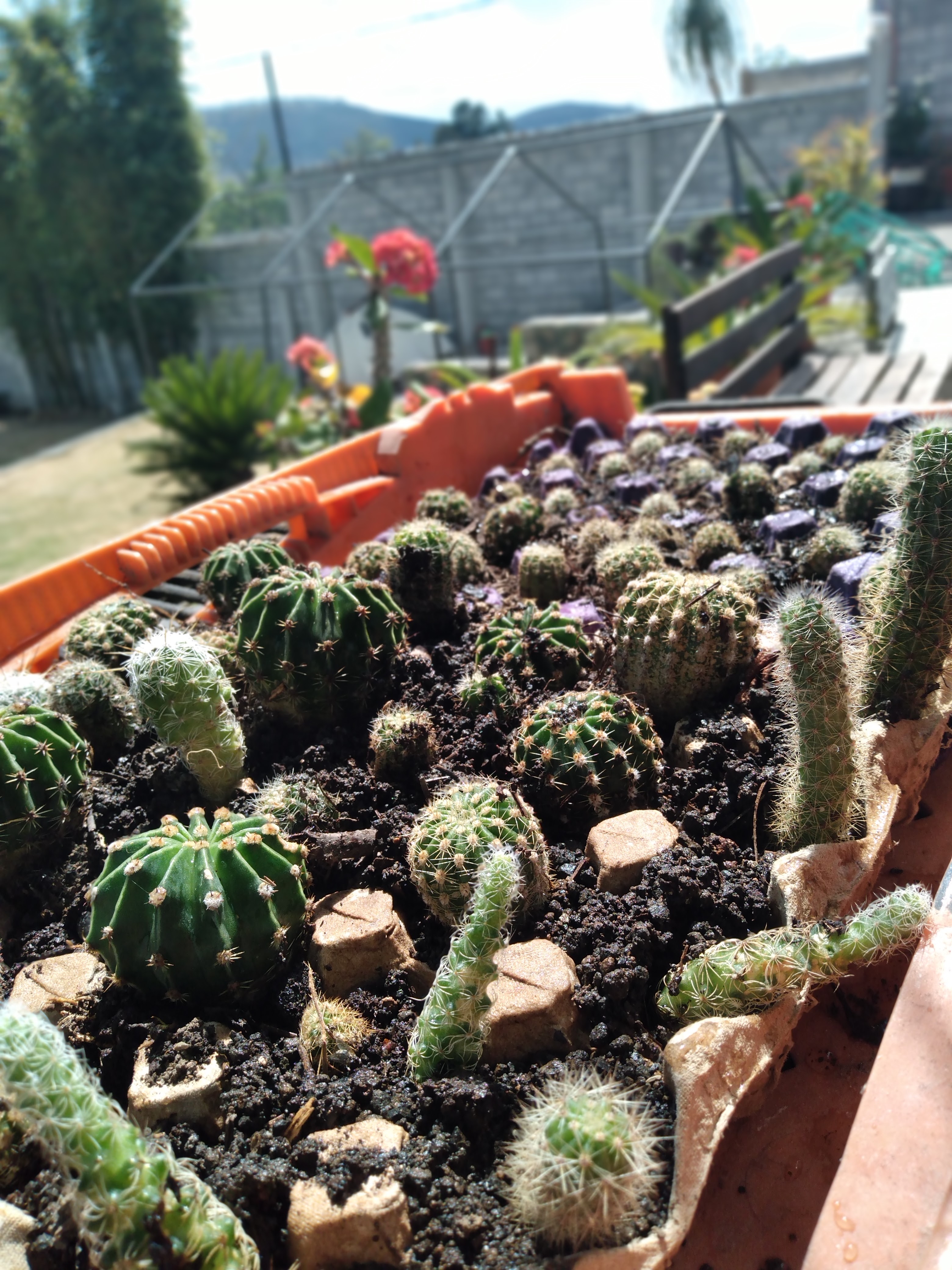 El cactus restaurante image 9