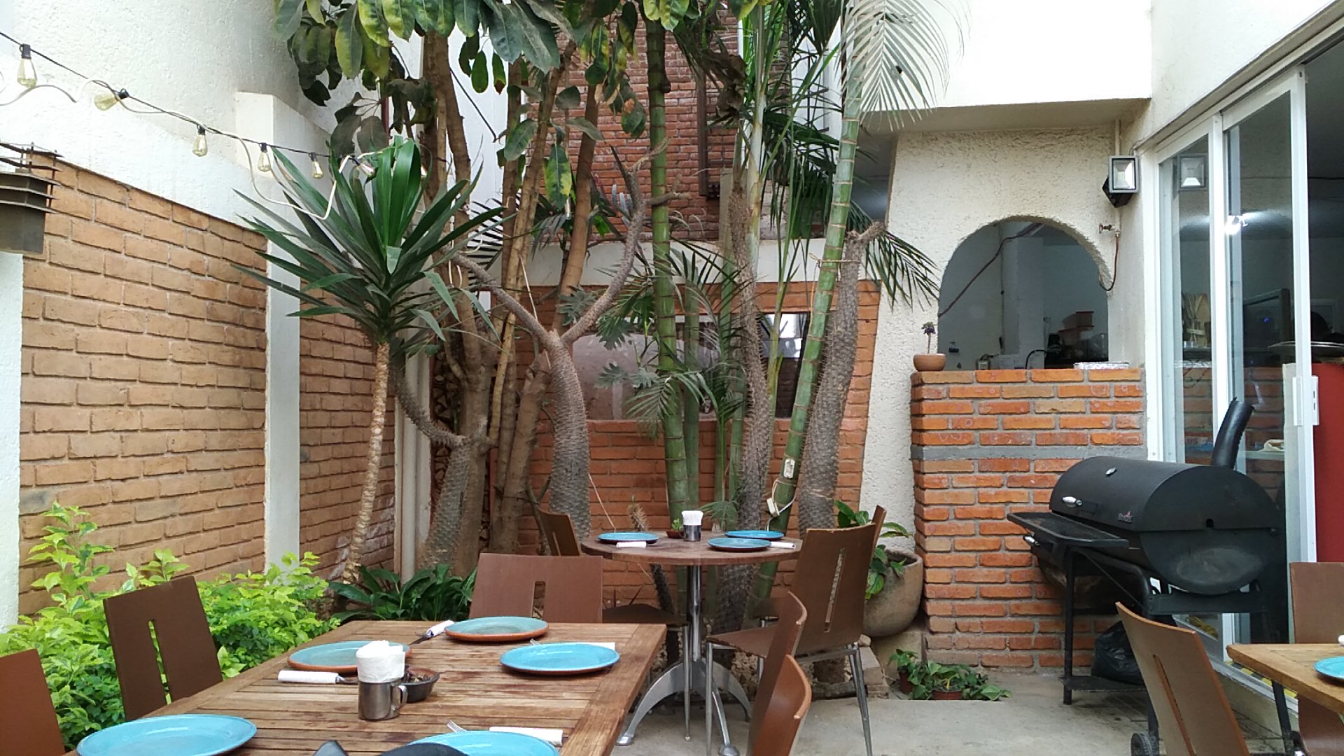 Hickory Morelia image 8