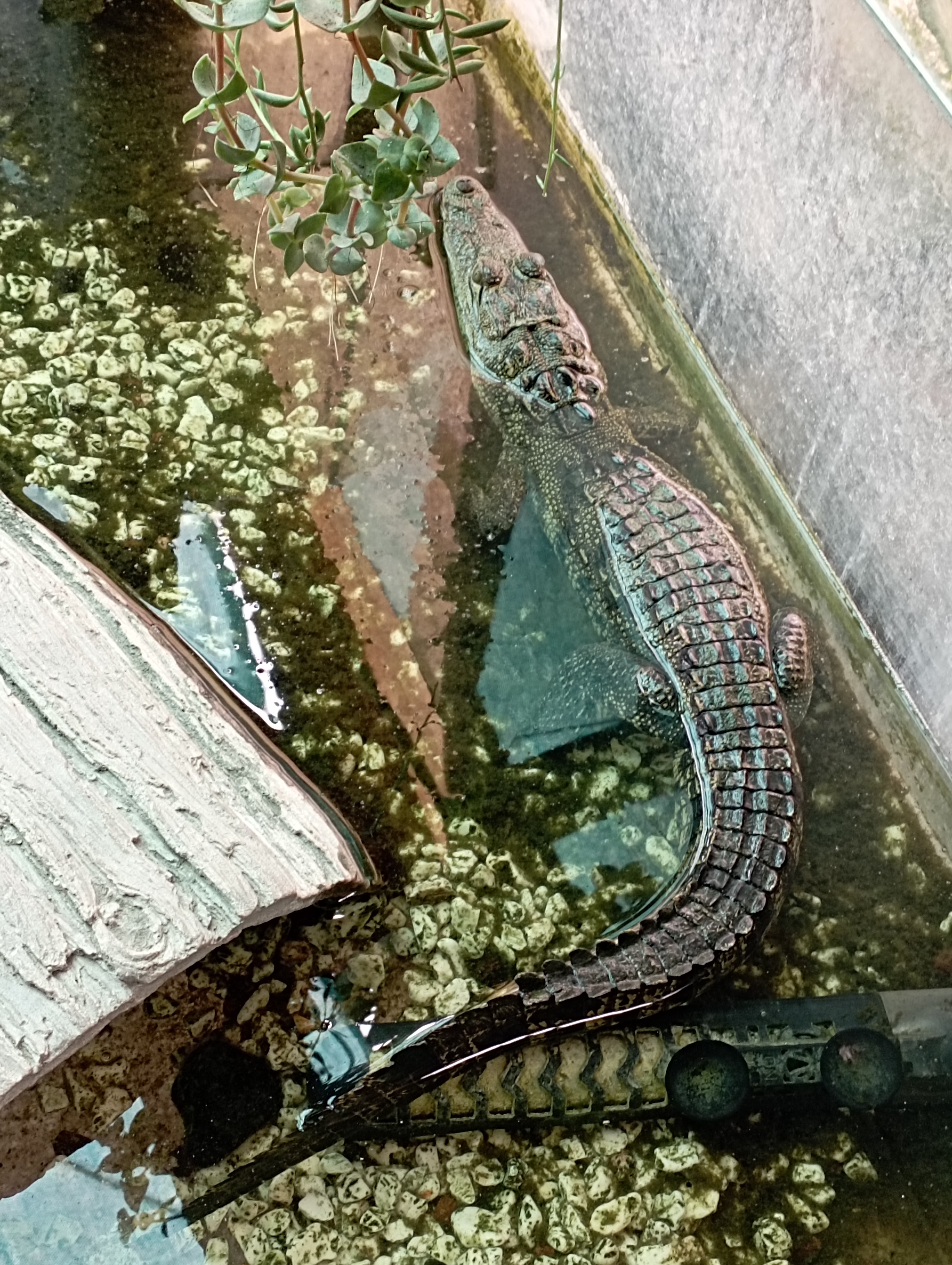 Restaurante El Brujo image 5