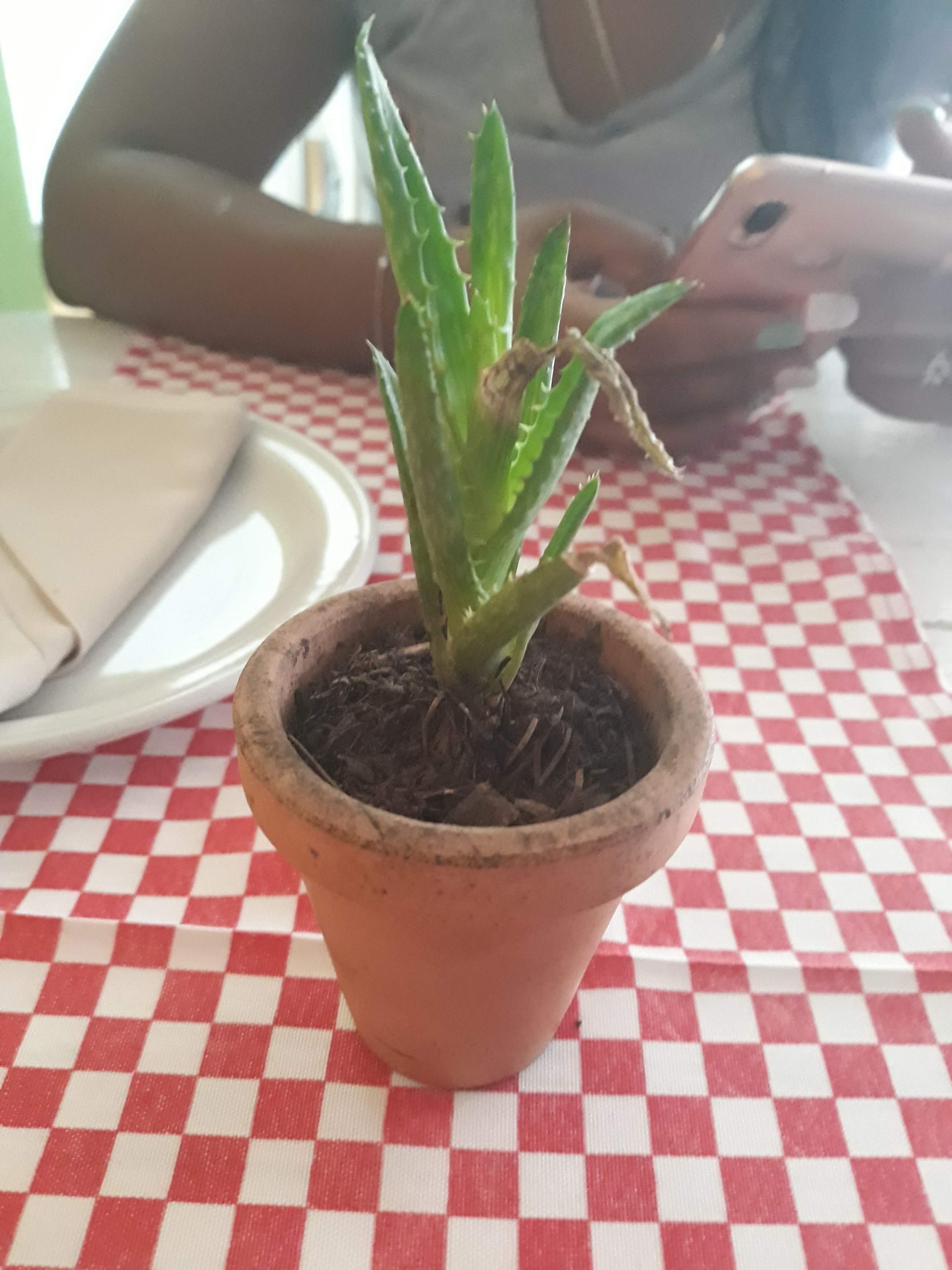 Quetzal Restaurante image 3