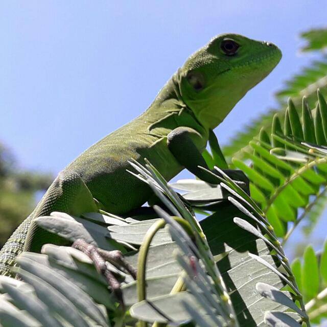 Restaurant La Rosa De Monterrubio image 6