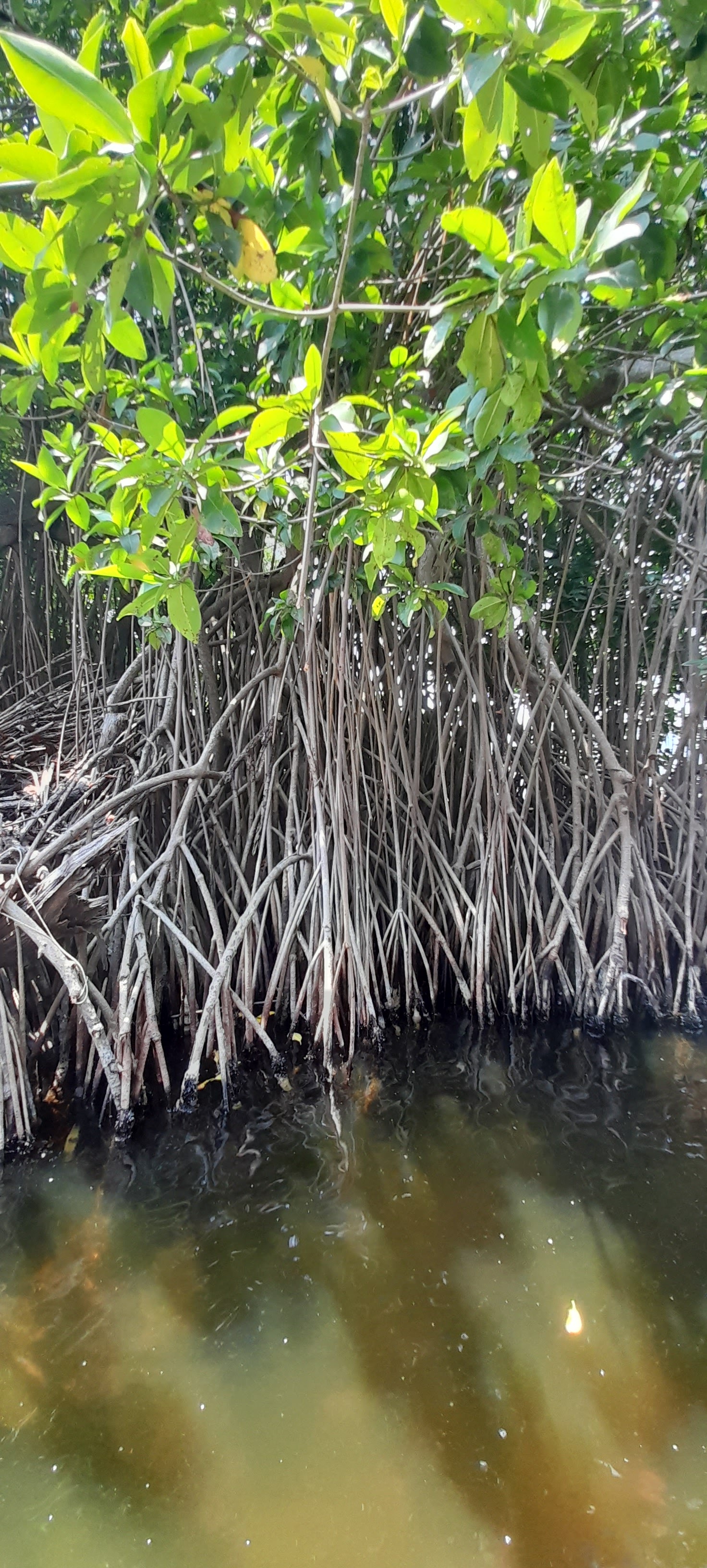 Restaurant La Rosa De Monterrubio image 10