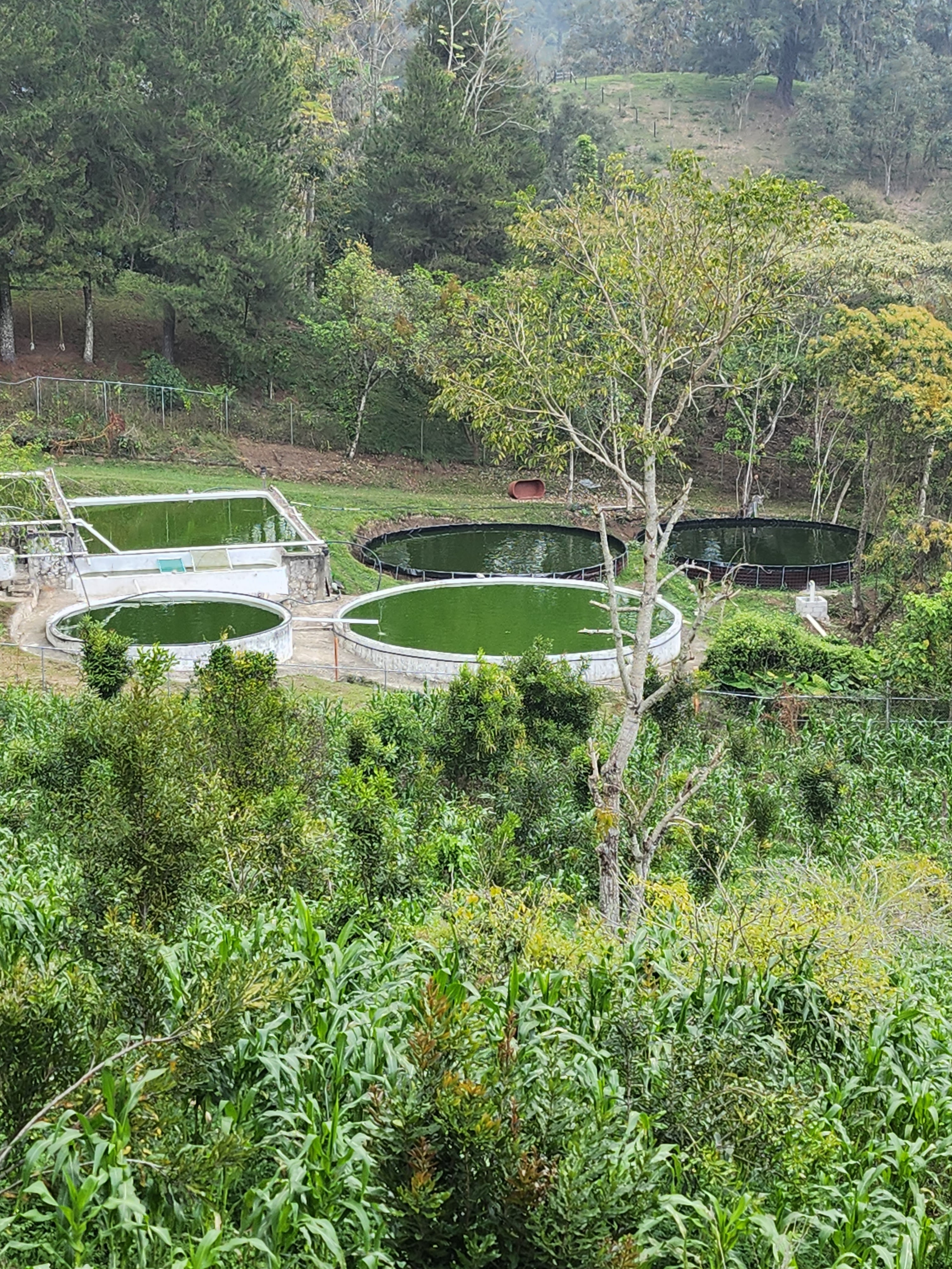Restaurante La Tilapia Divertida image 3