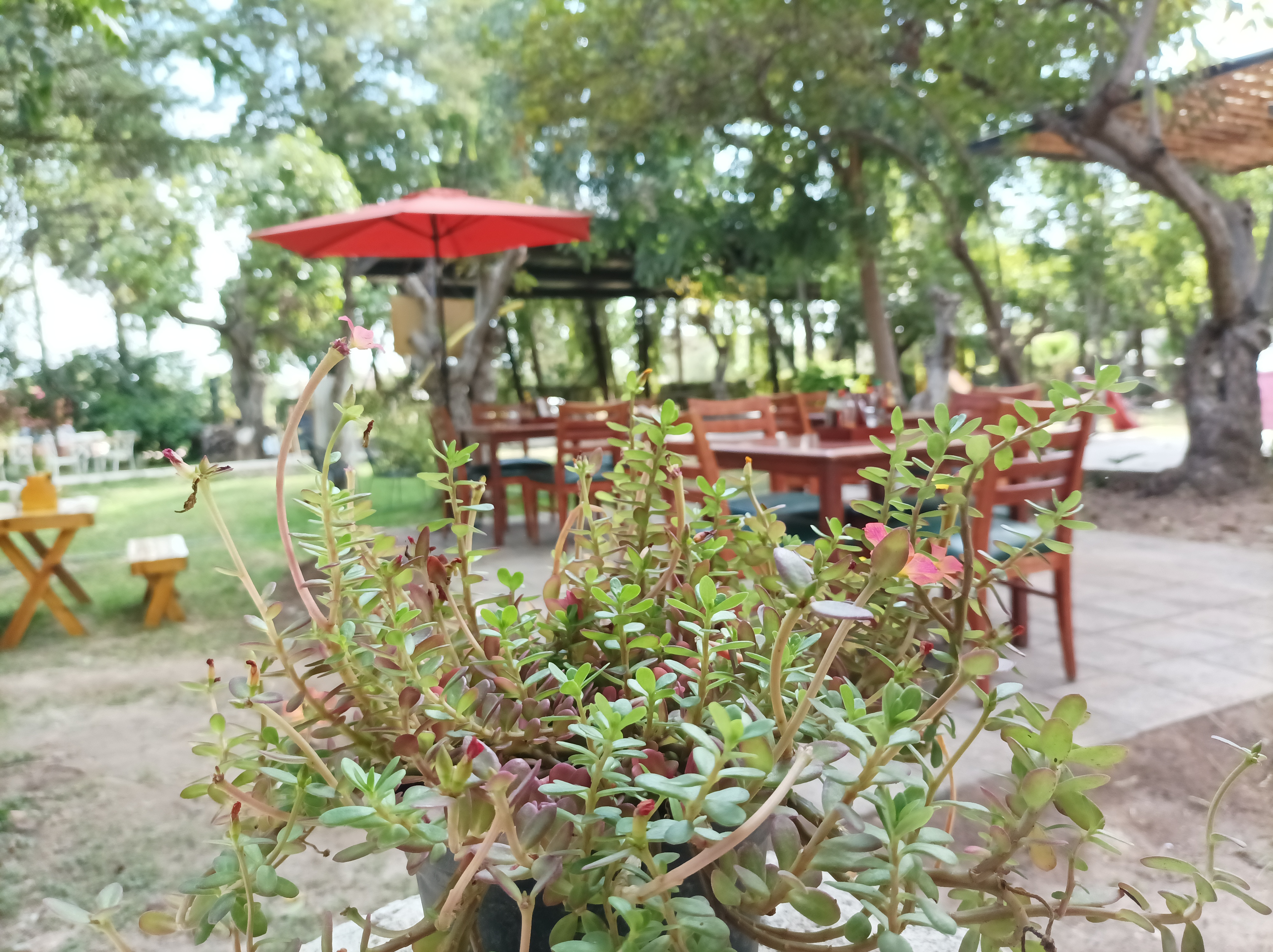 La Crude Irapuato image 3