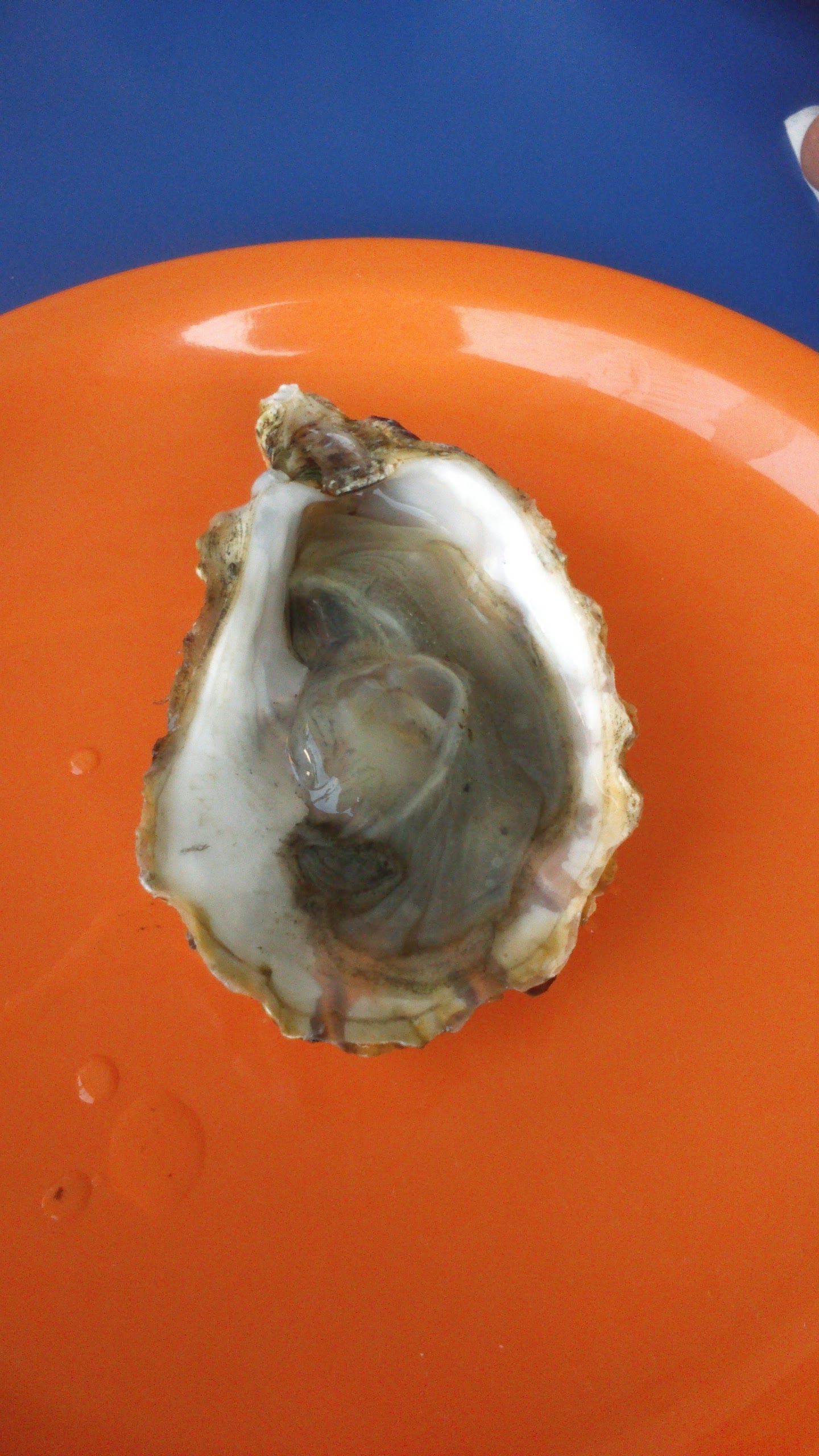 Restaurante Fish Taco and Beer Atlixco Centro image 5