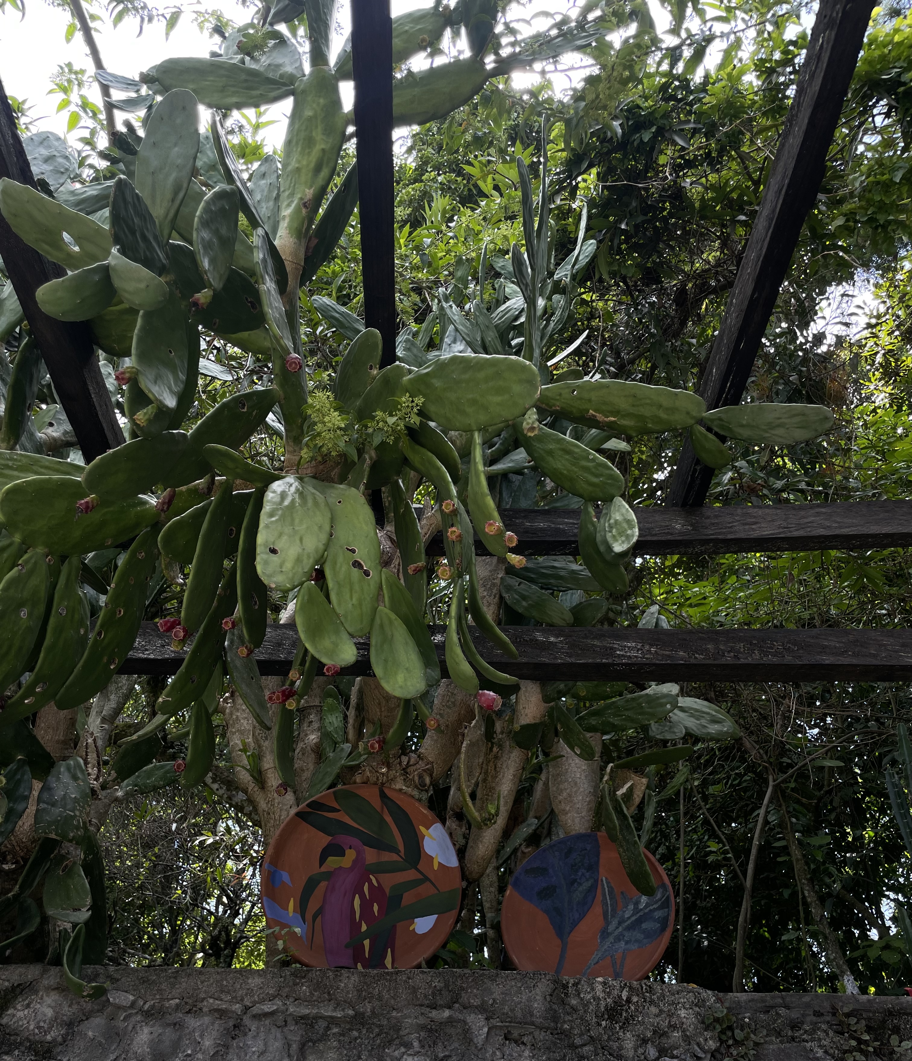 Restaurante "Colibrí La Casa De Piedra" image 10