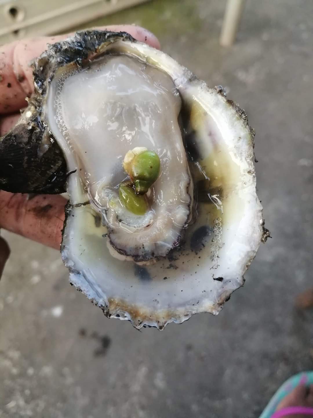 Quinta los flores image 7