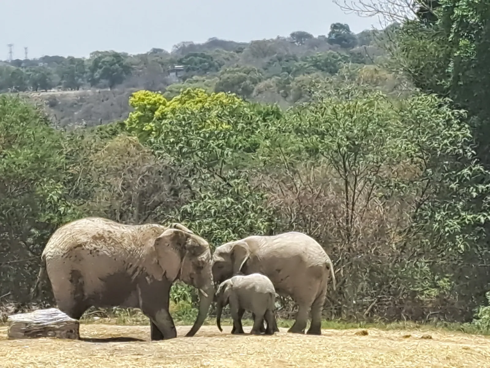 Restaurante Plato Hondo - Africam Safari image 3