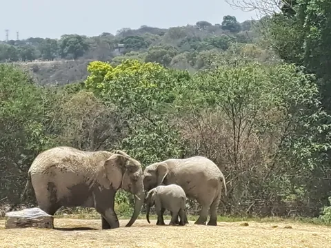 Restaurante Plato Hondo - Africam Safari image 3