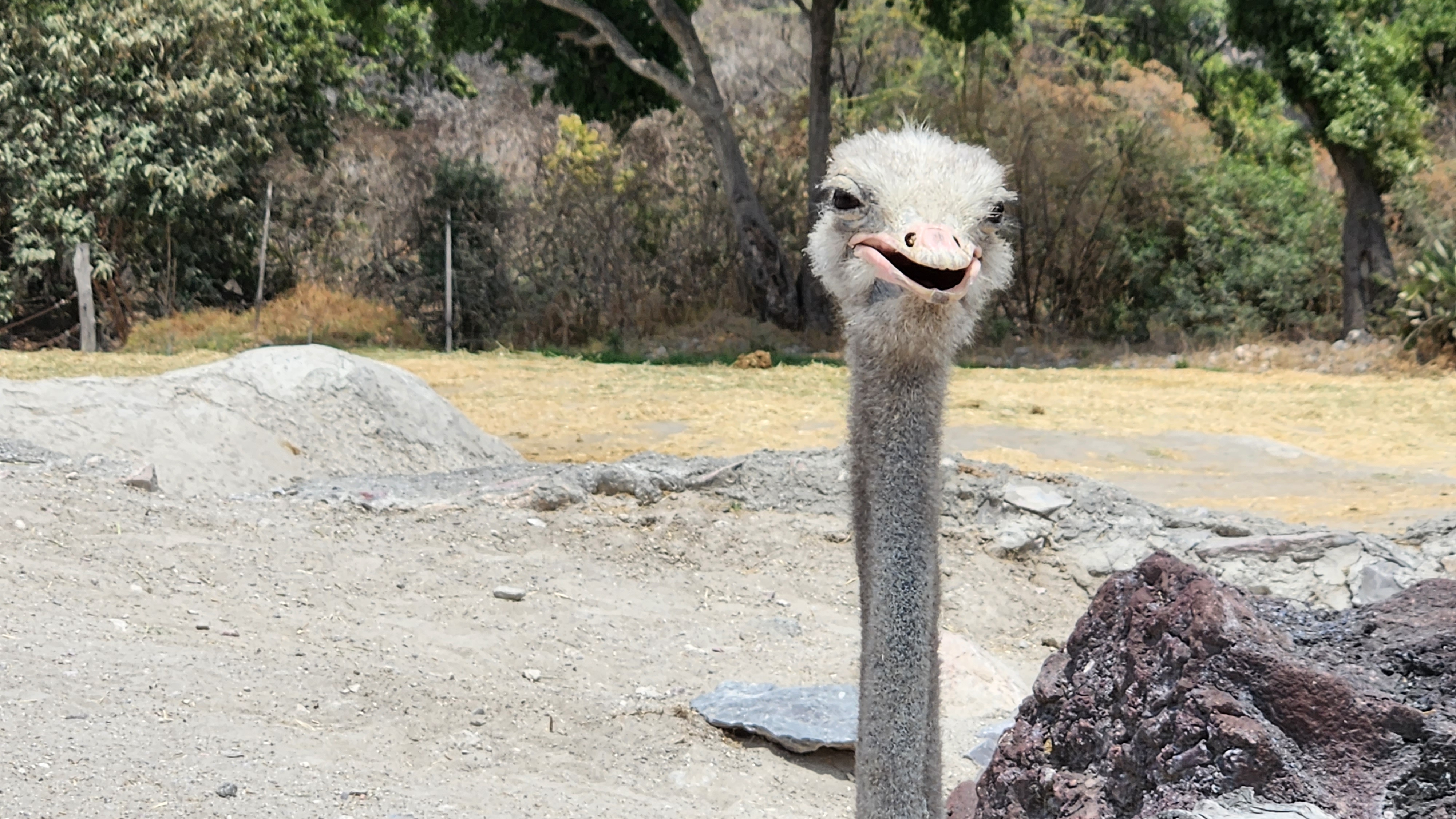 Restaurante Plato Hondo - Africam Safari image 5
