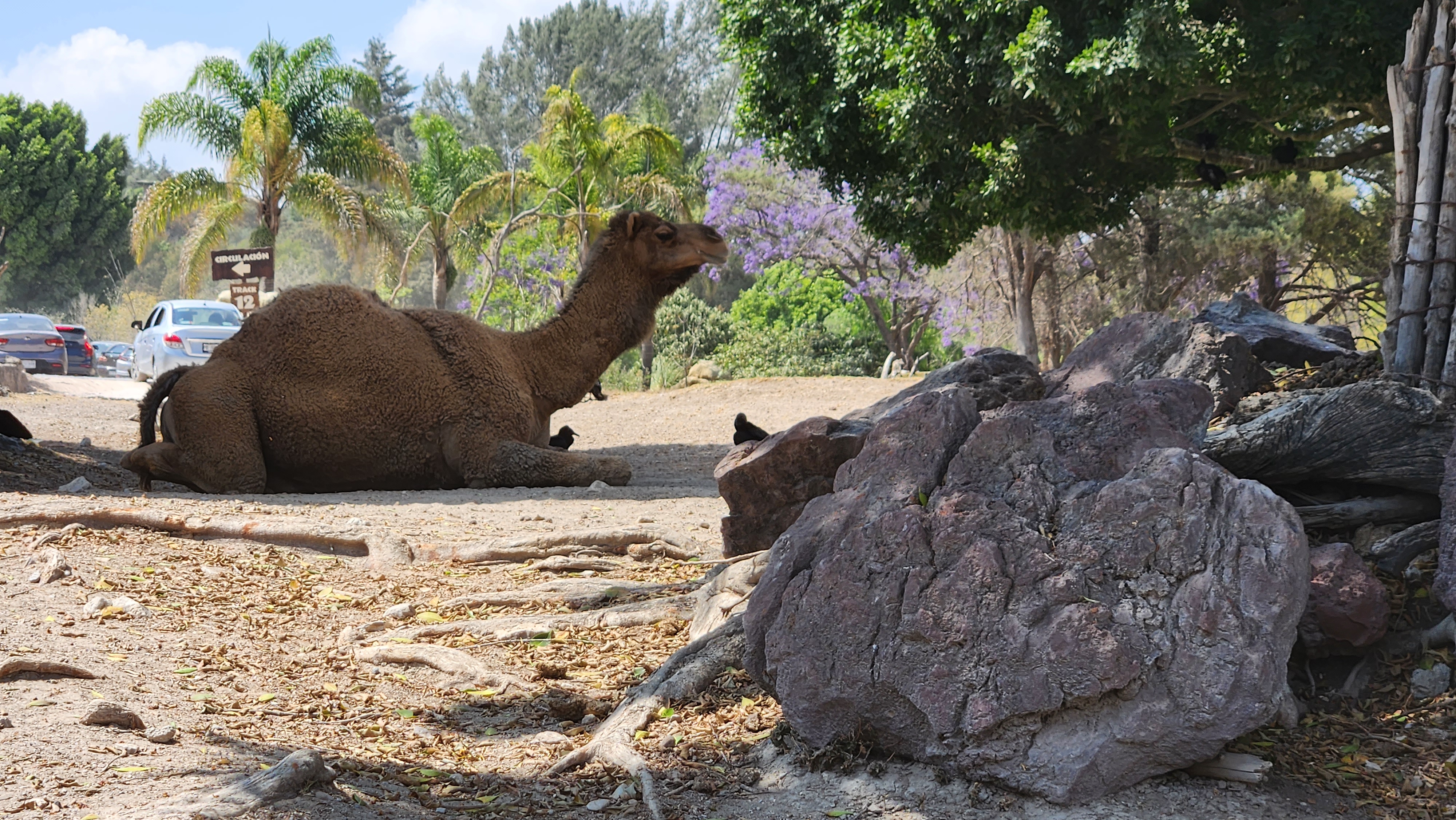 Restaurante Plato Hondo - Africam Safari image 7