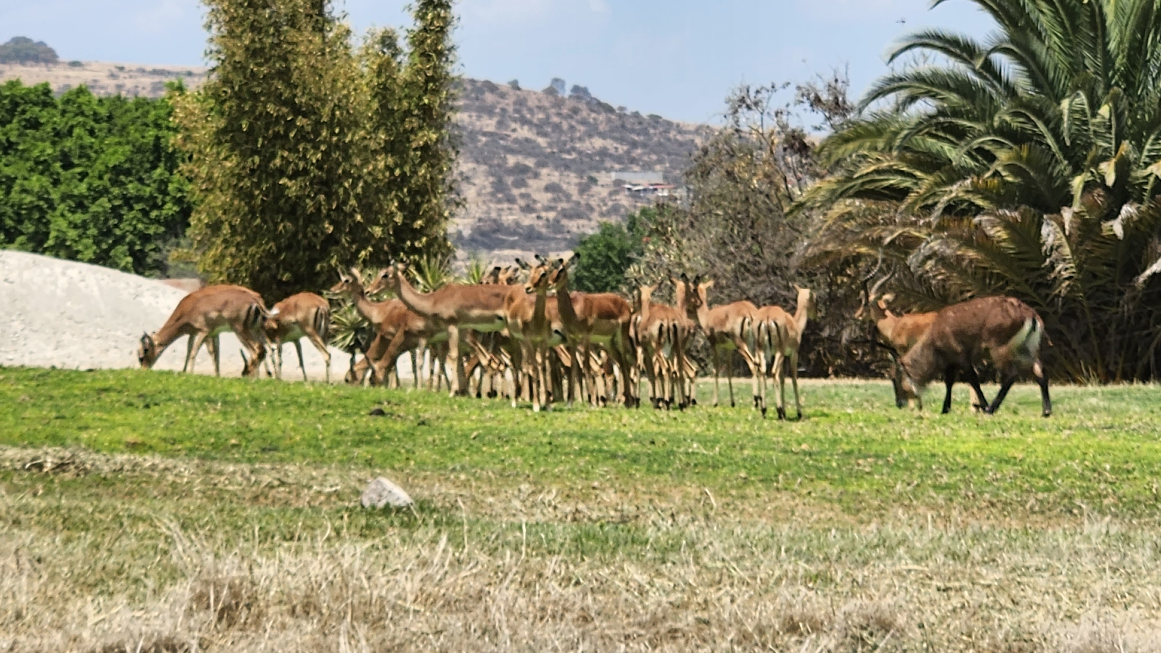 Restaurante Plato Hondo - Africam Safari image 9