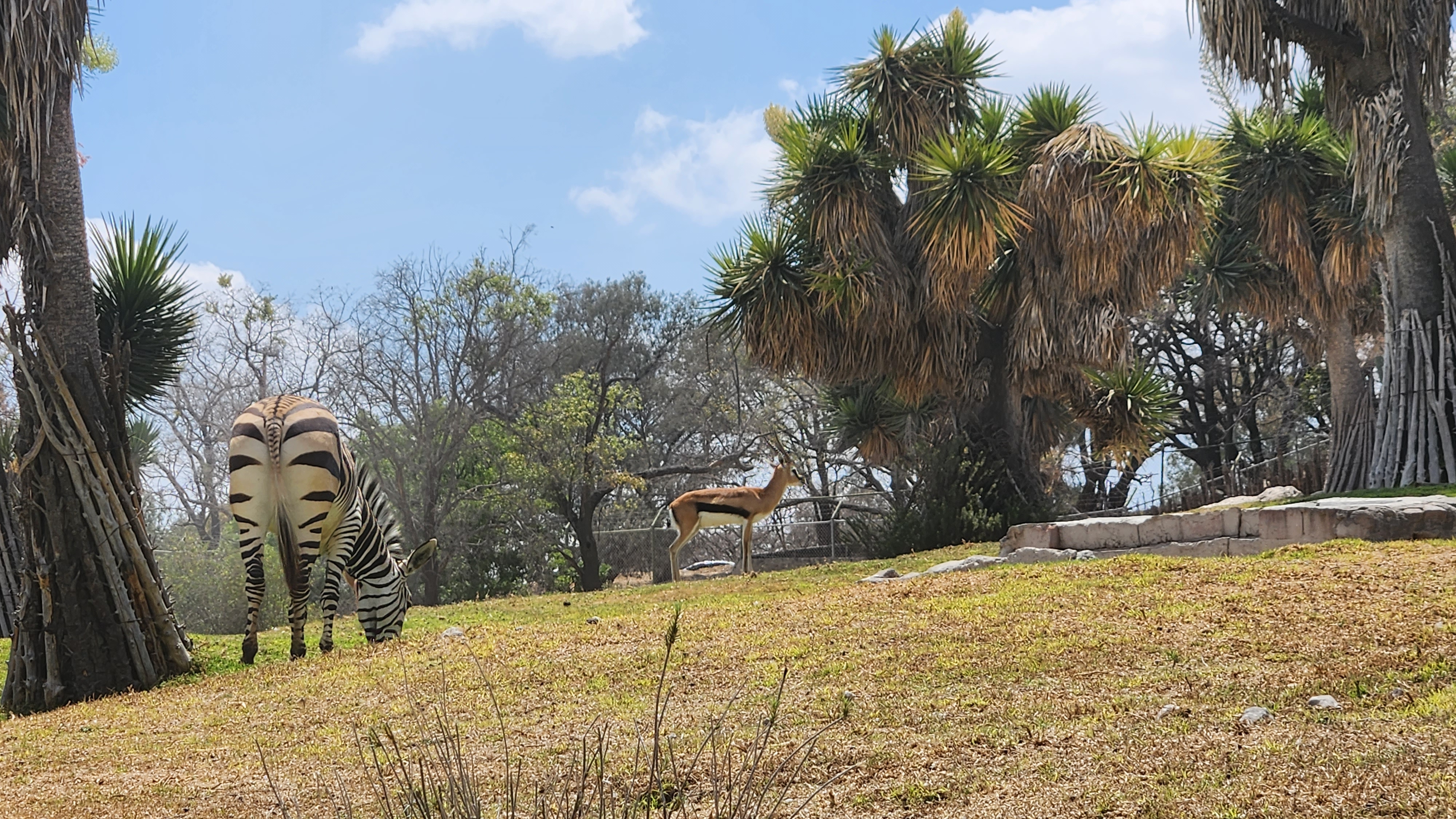 Restaurante Plato Hondo - Africam Safari image 10