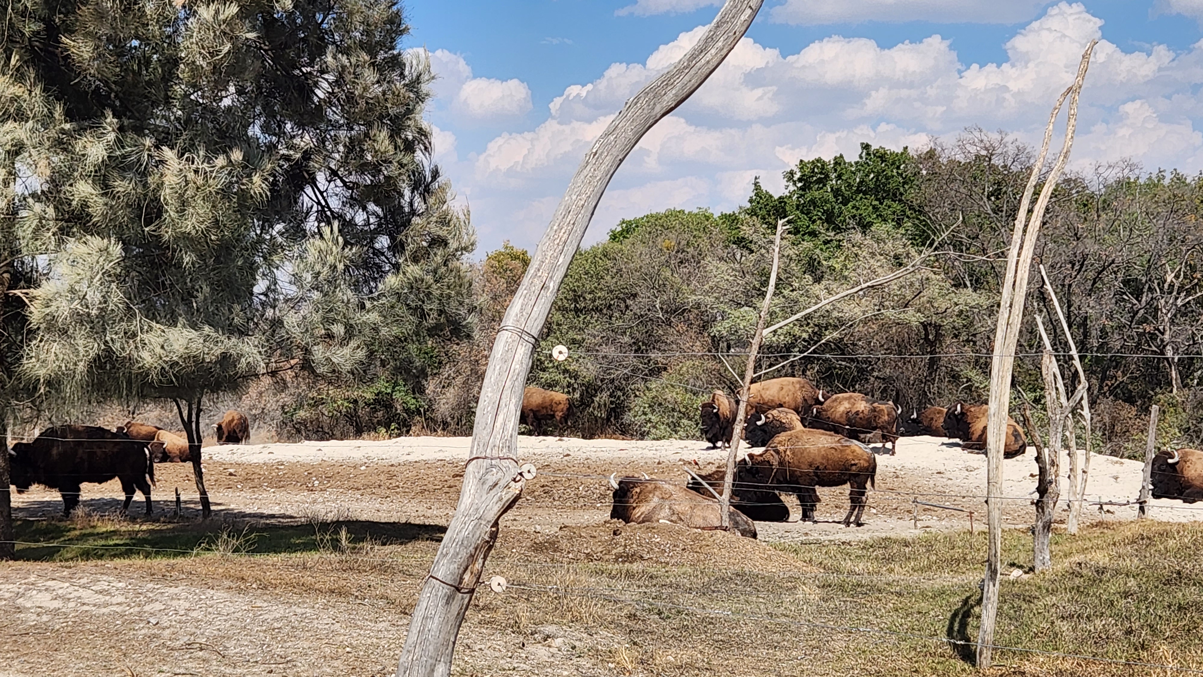Restaurante Fuego de Leña- Africam Safari image 5