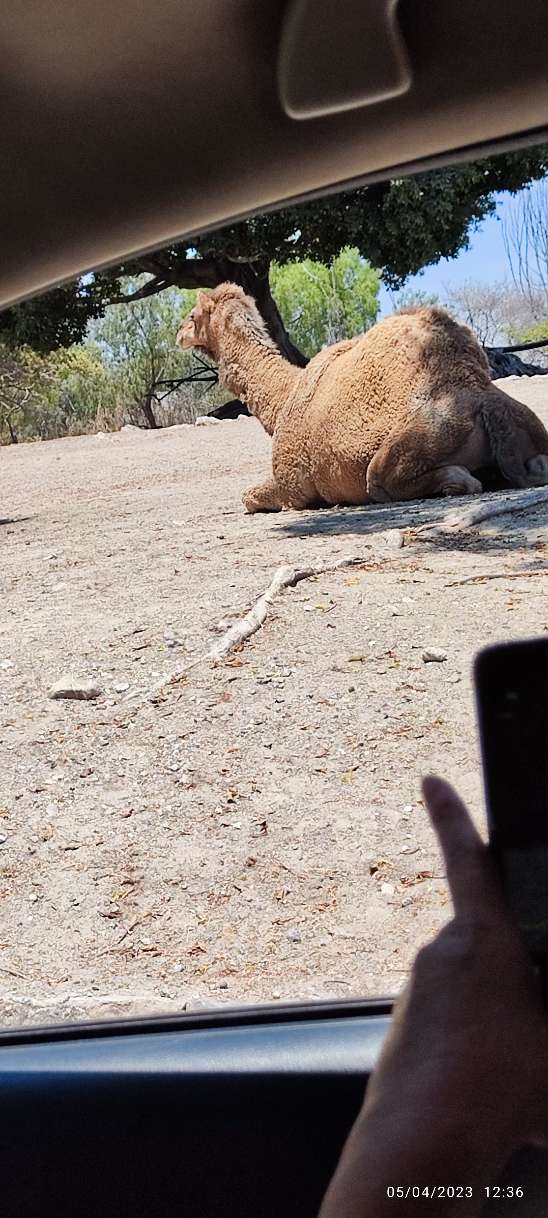 Restaurante Fuego de Leña- Africam Safari image 9