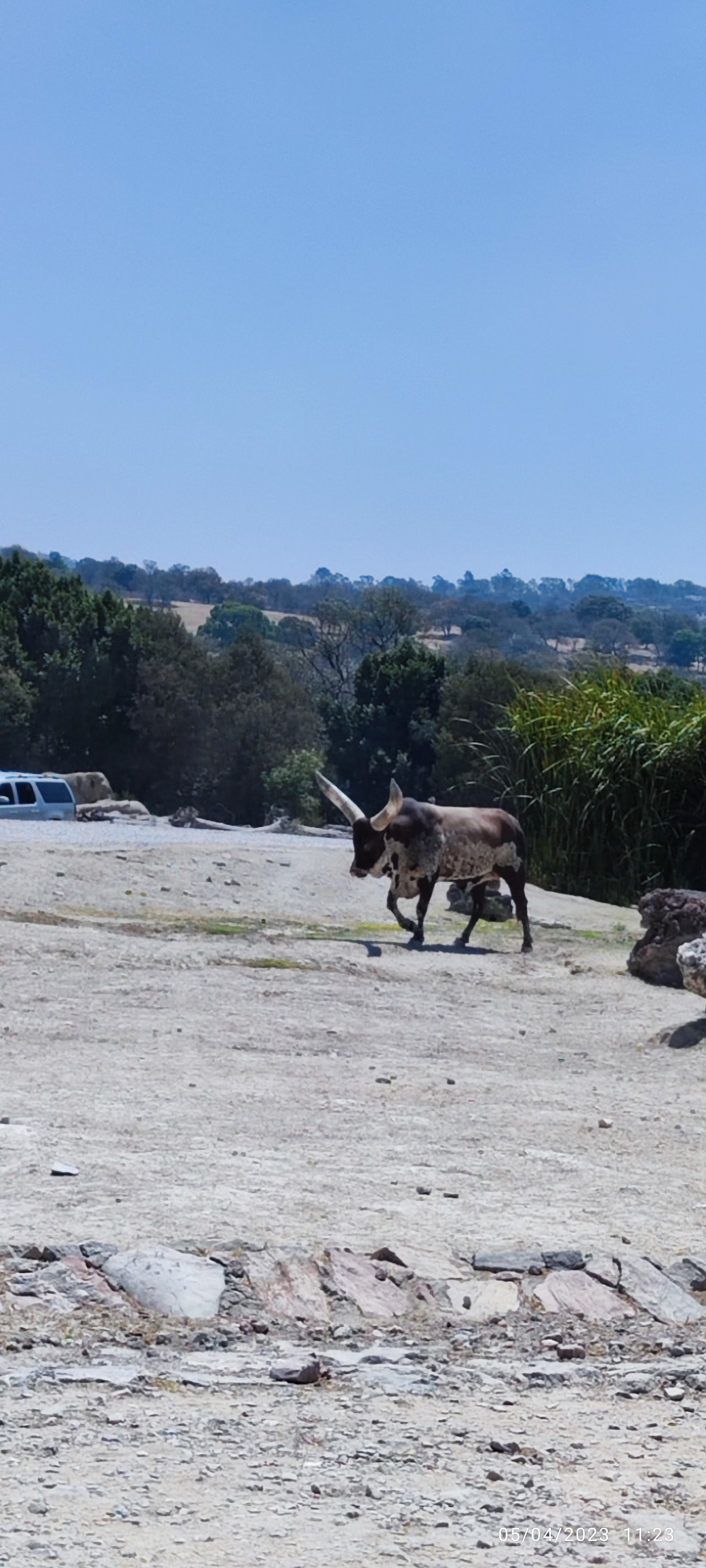 Restaurante Fuego de Leña- Africam Safari image 10