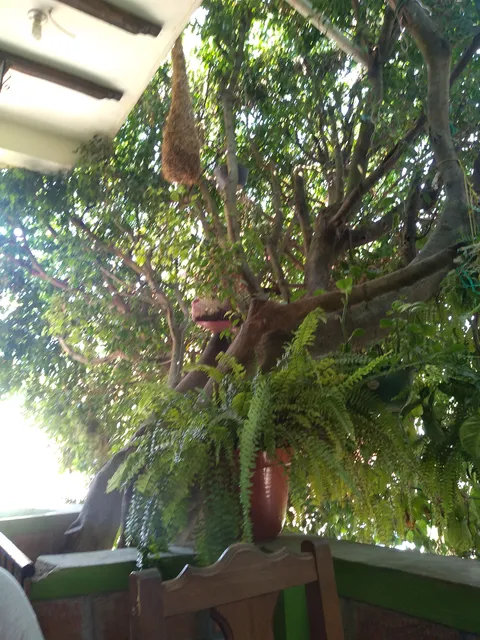 Los chongos image 3