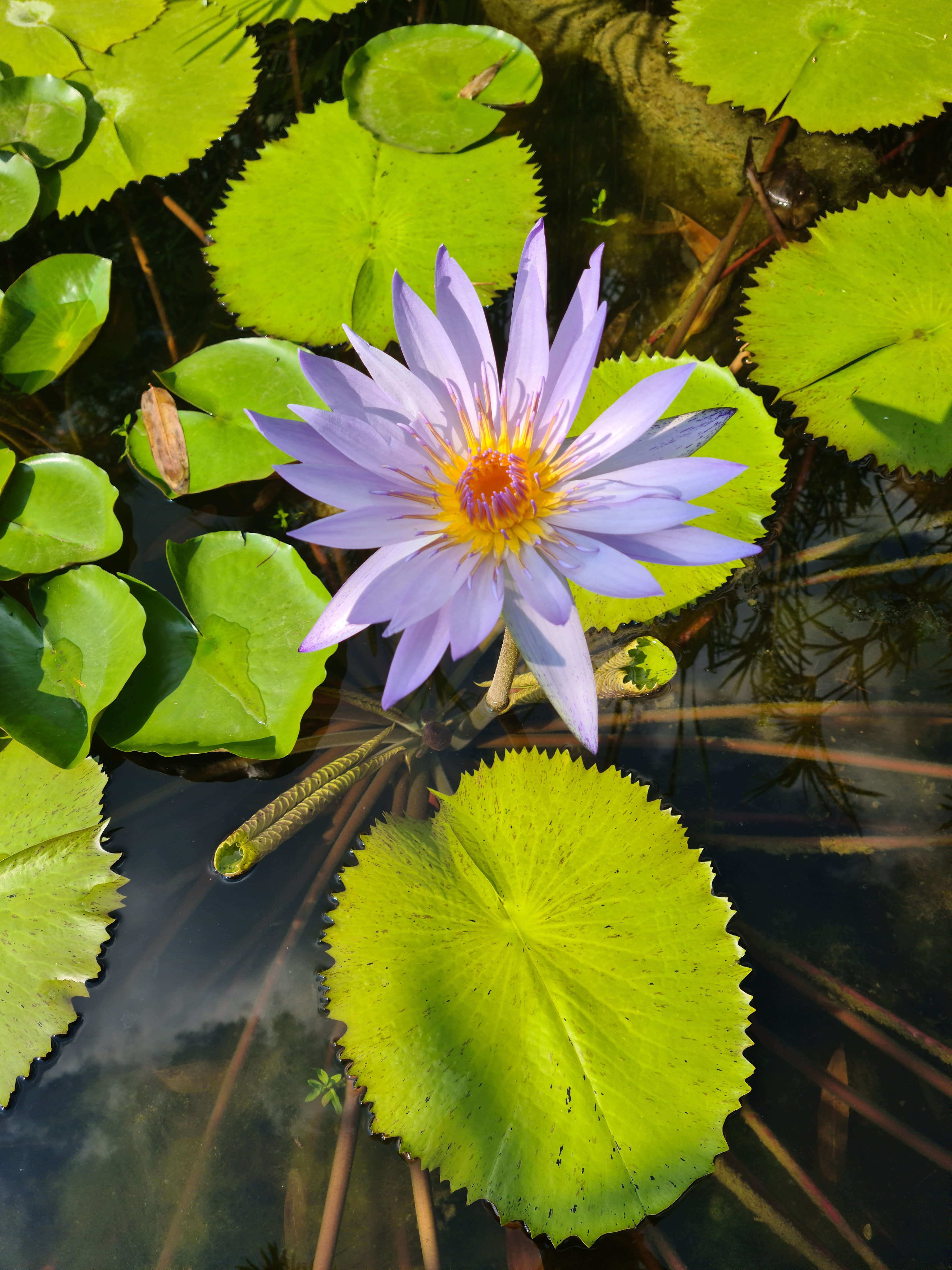 Restaurante Rodízio image 9