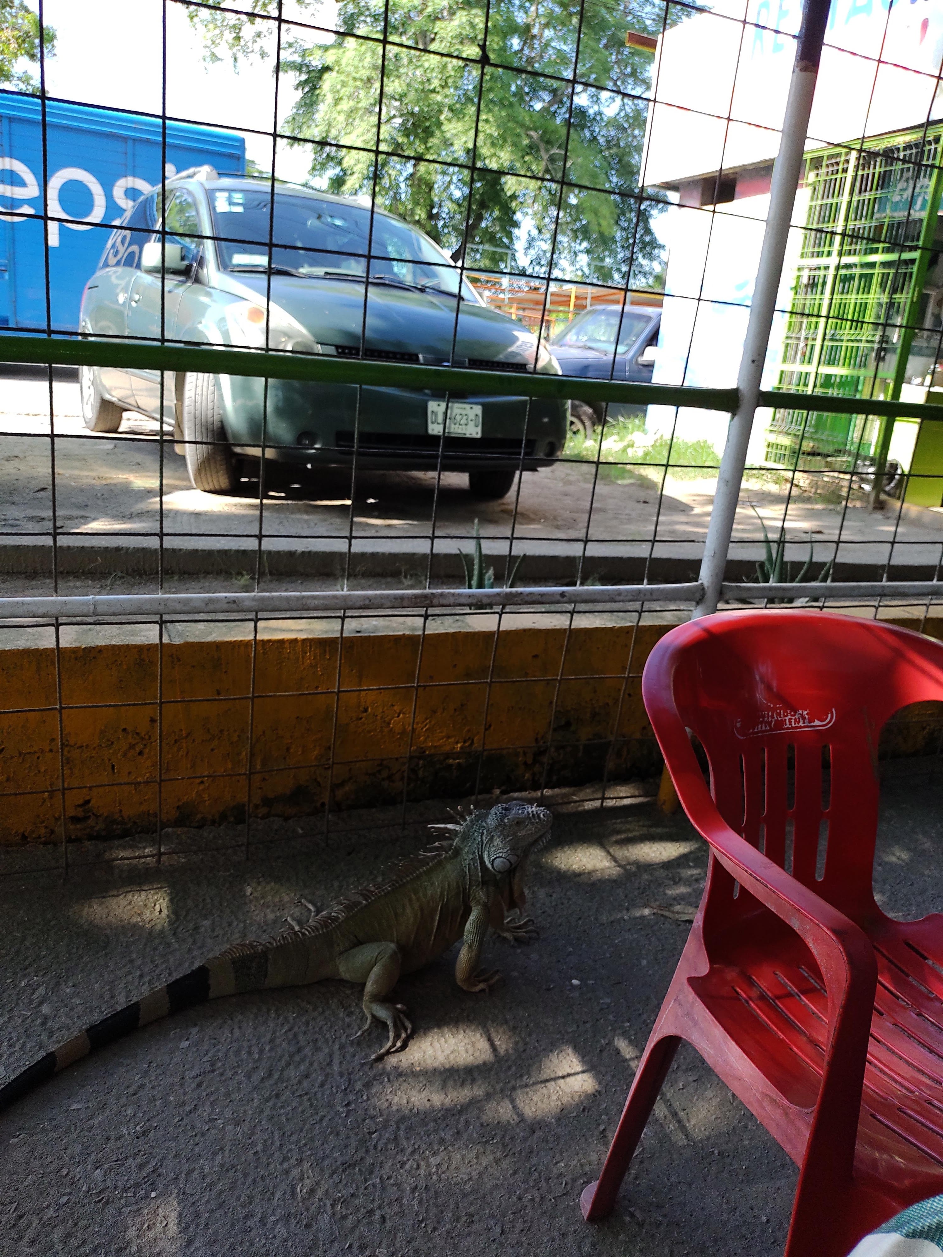 El Manantial de las Iguanas image 1