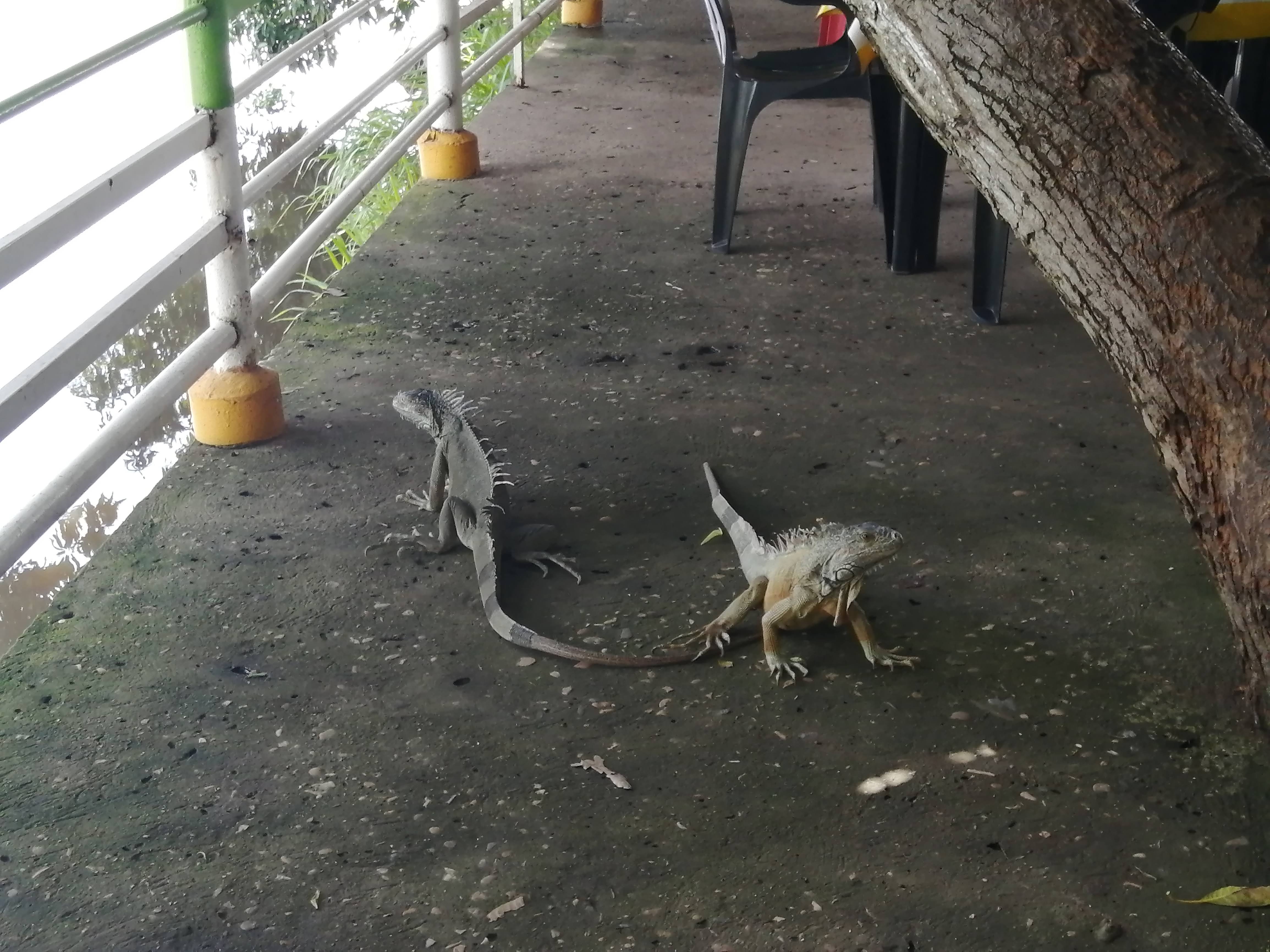 El Manantial de las Iguanas image 7