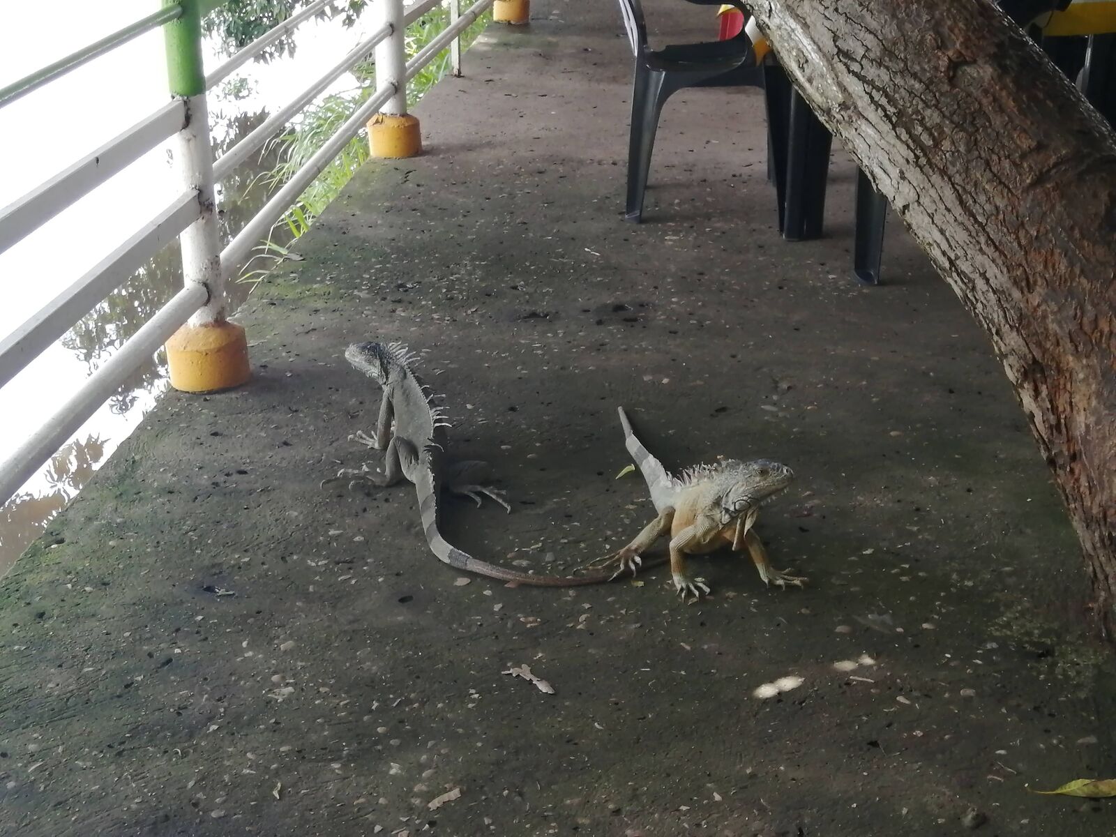 El Manantial de las Iguanas image 7