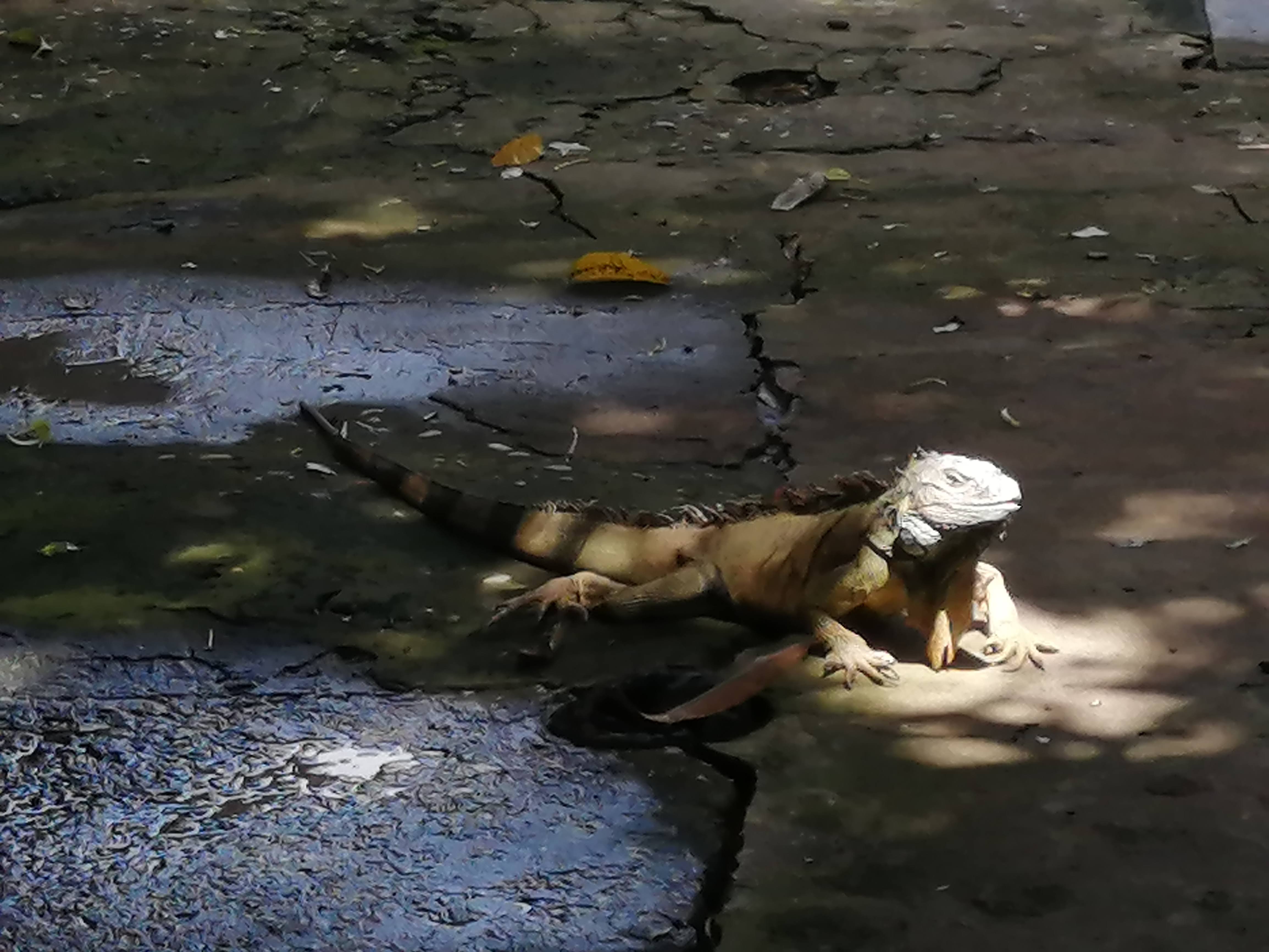 El Manantial de las Iguanas image 8