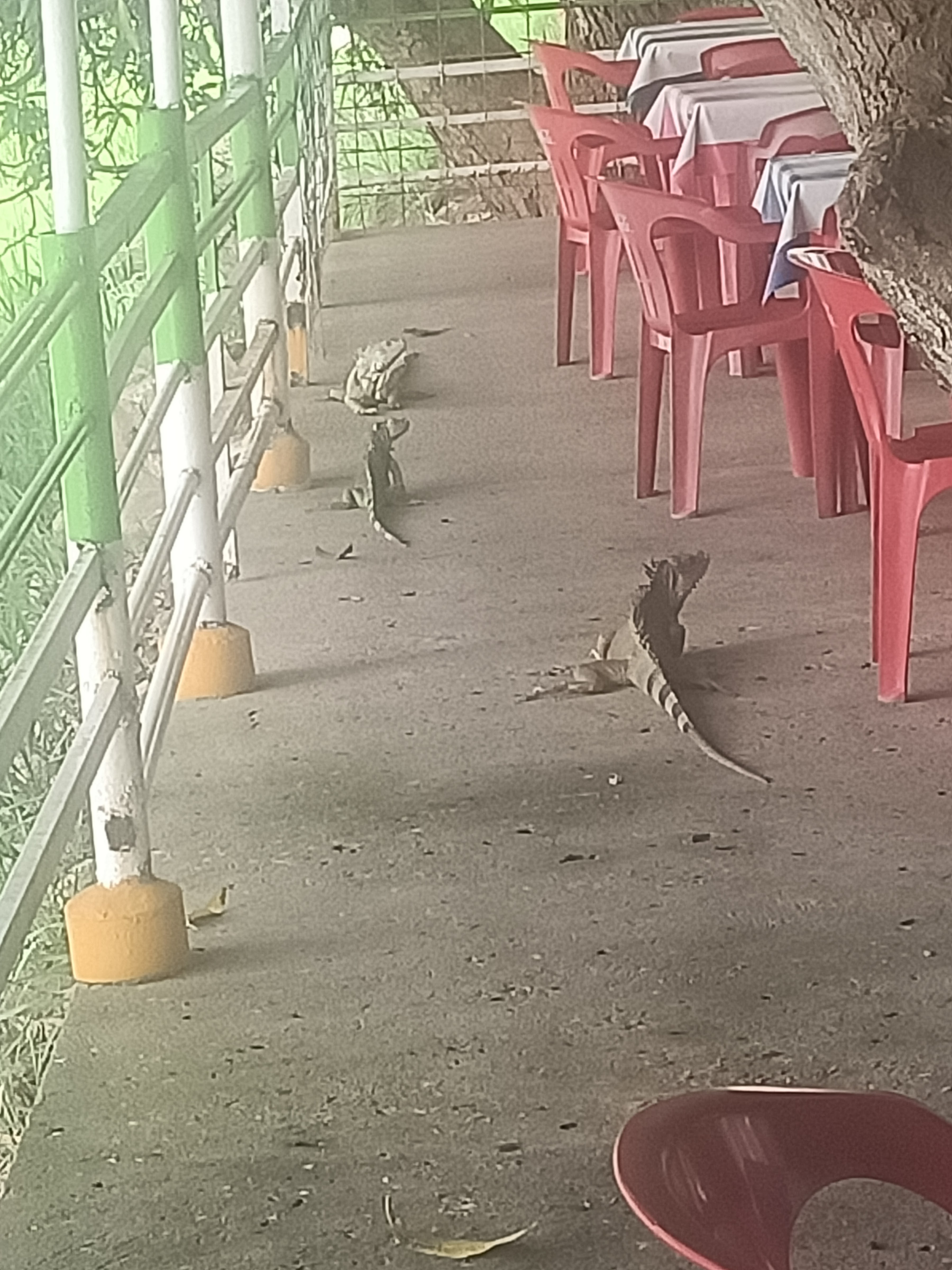 El Manantial de las Iguanas image 9