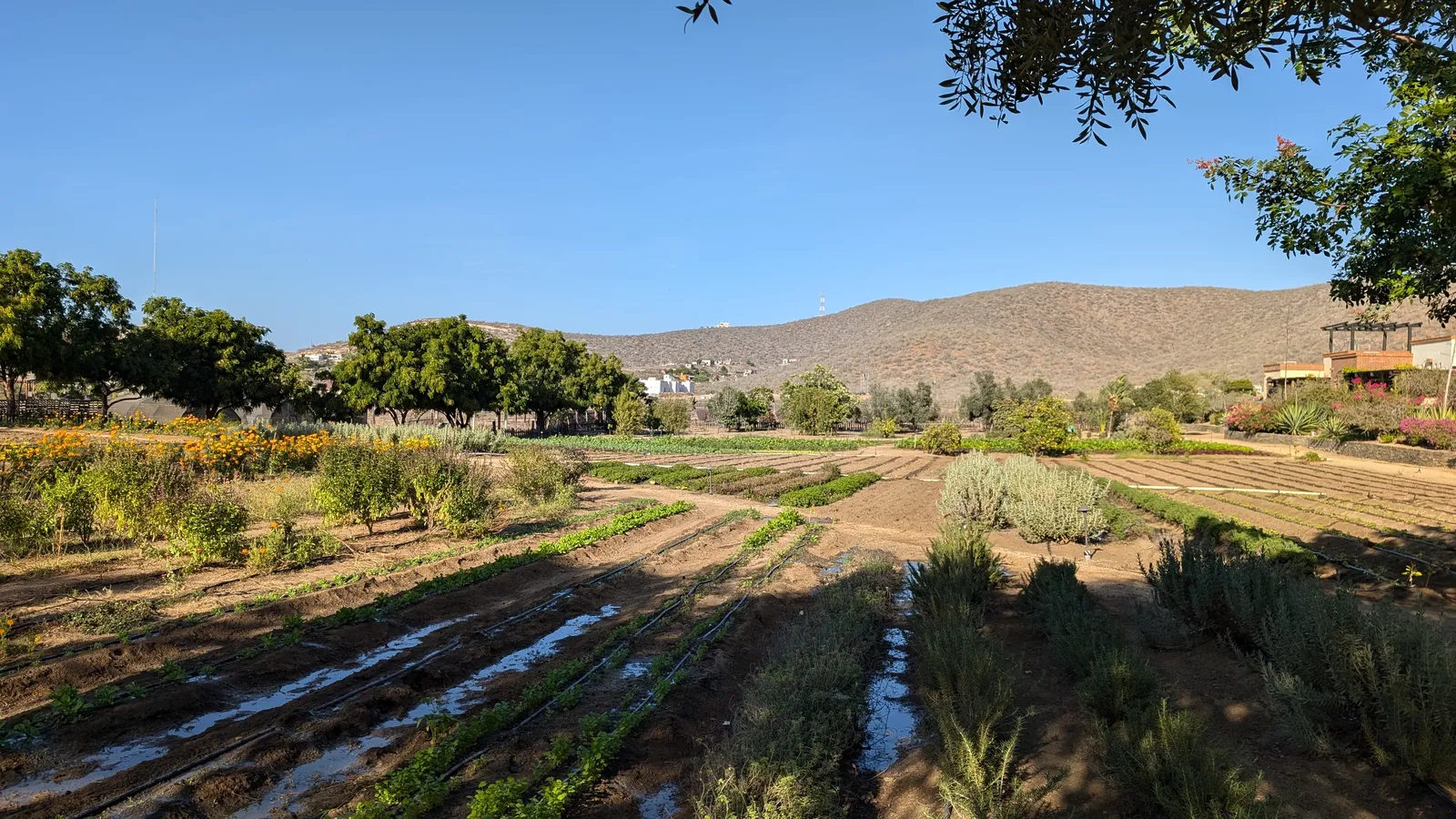 Jazamango image 6