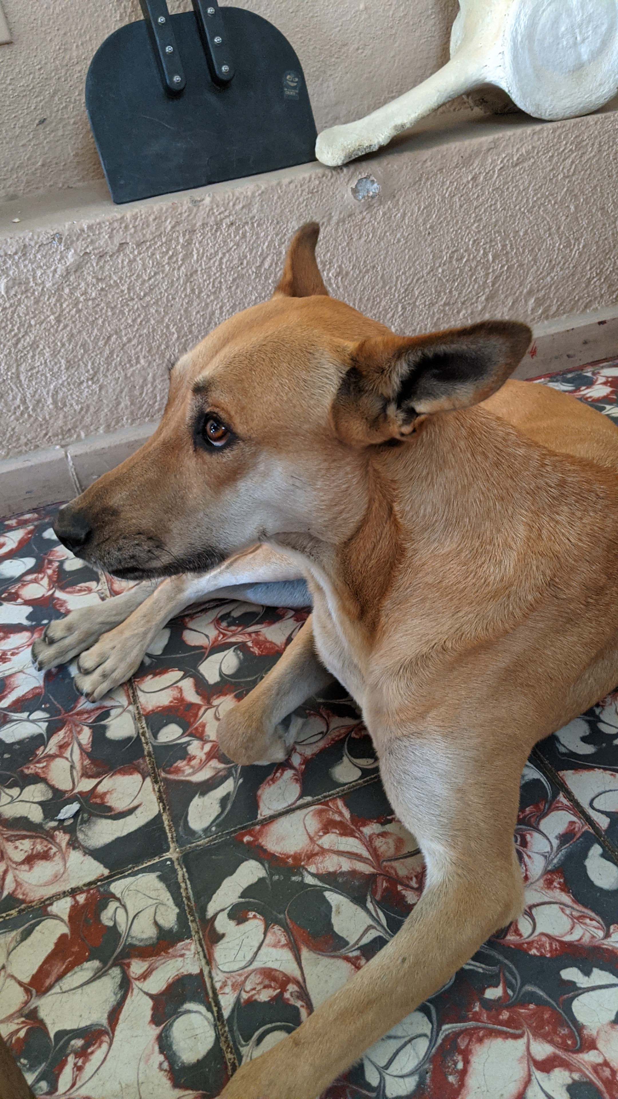 Shut Up Franks image 8