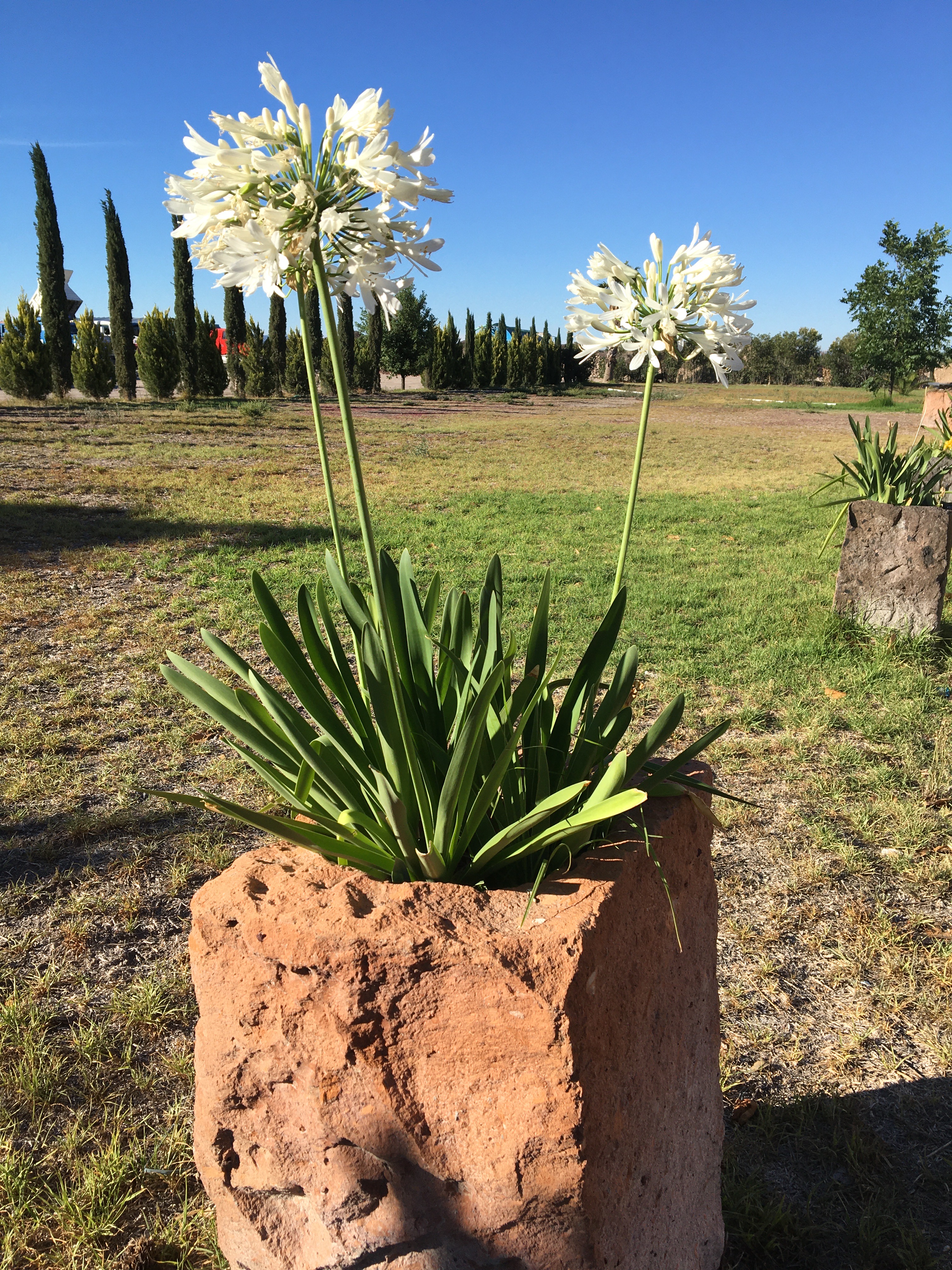 MAGNOLIAS RESTAURANTE image 3