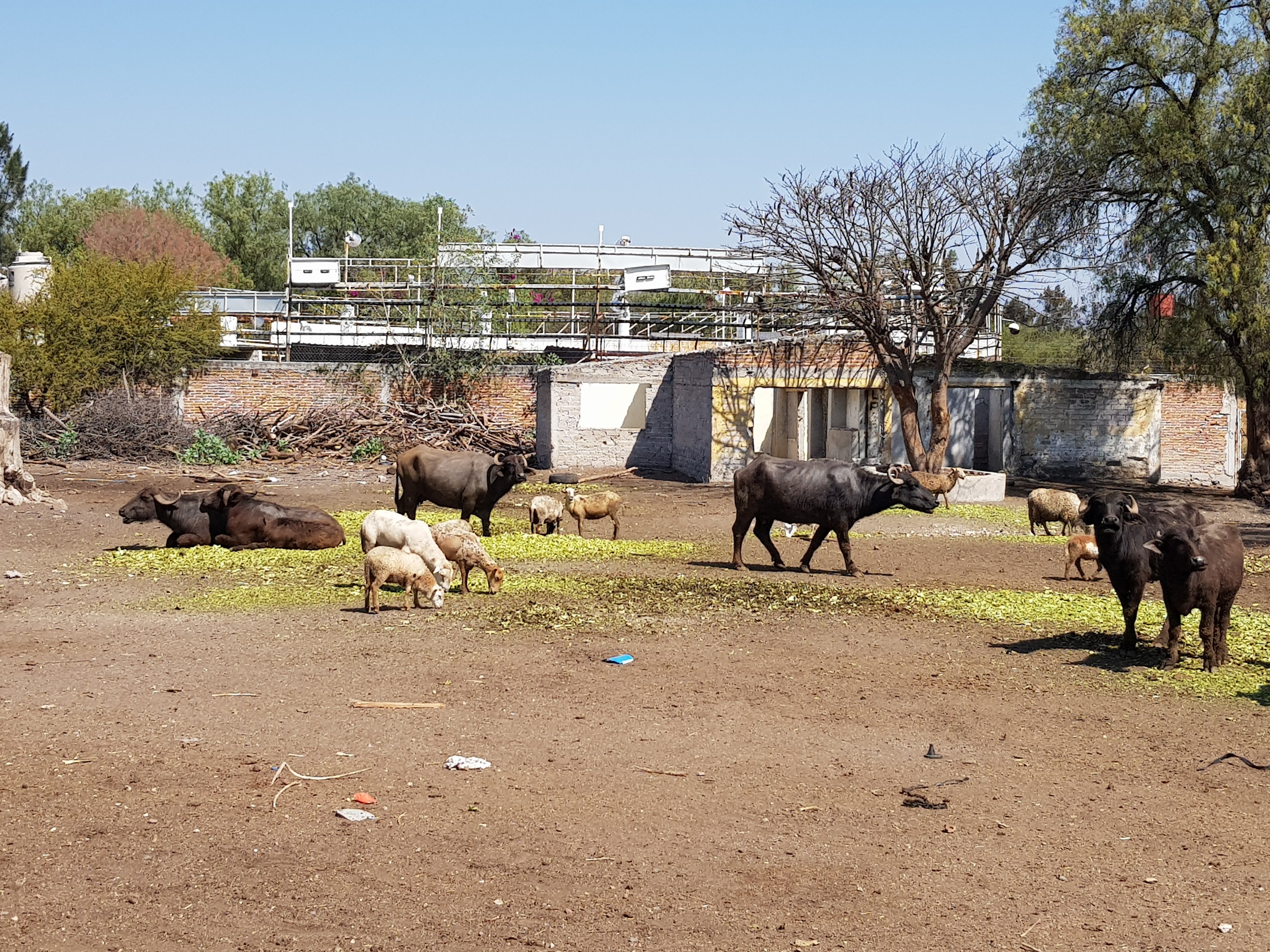 Restaurant La Rueda image 9