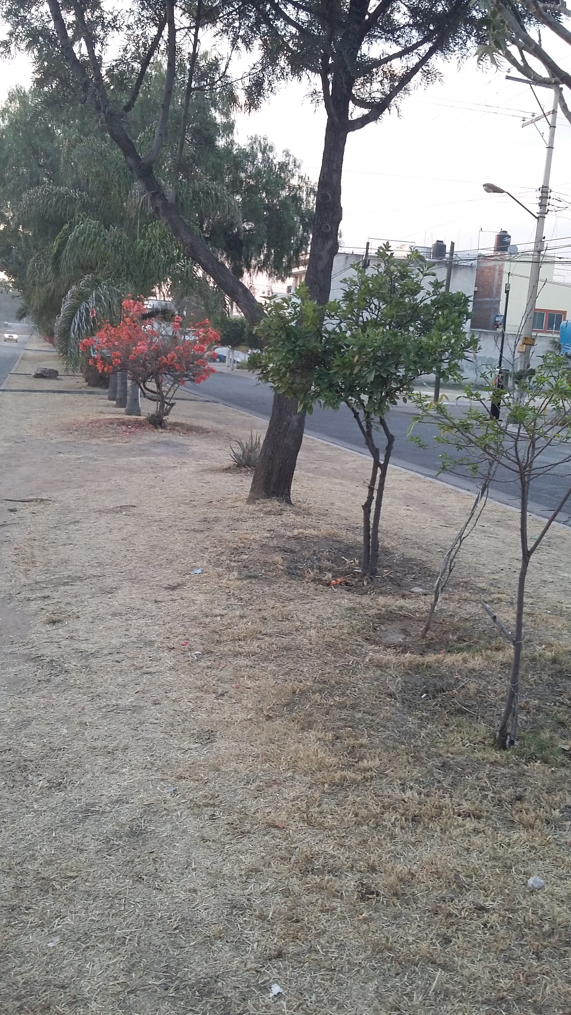 Viva la Vida image 10