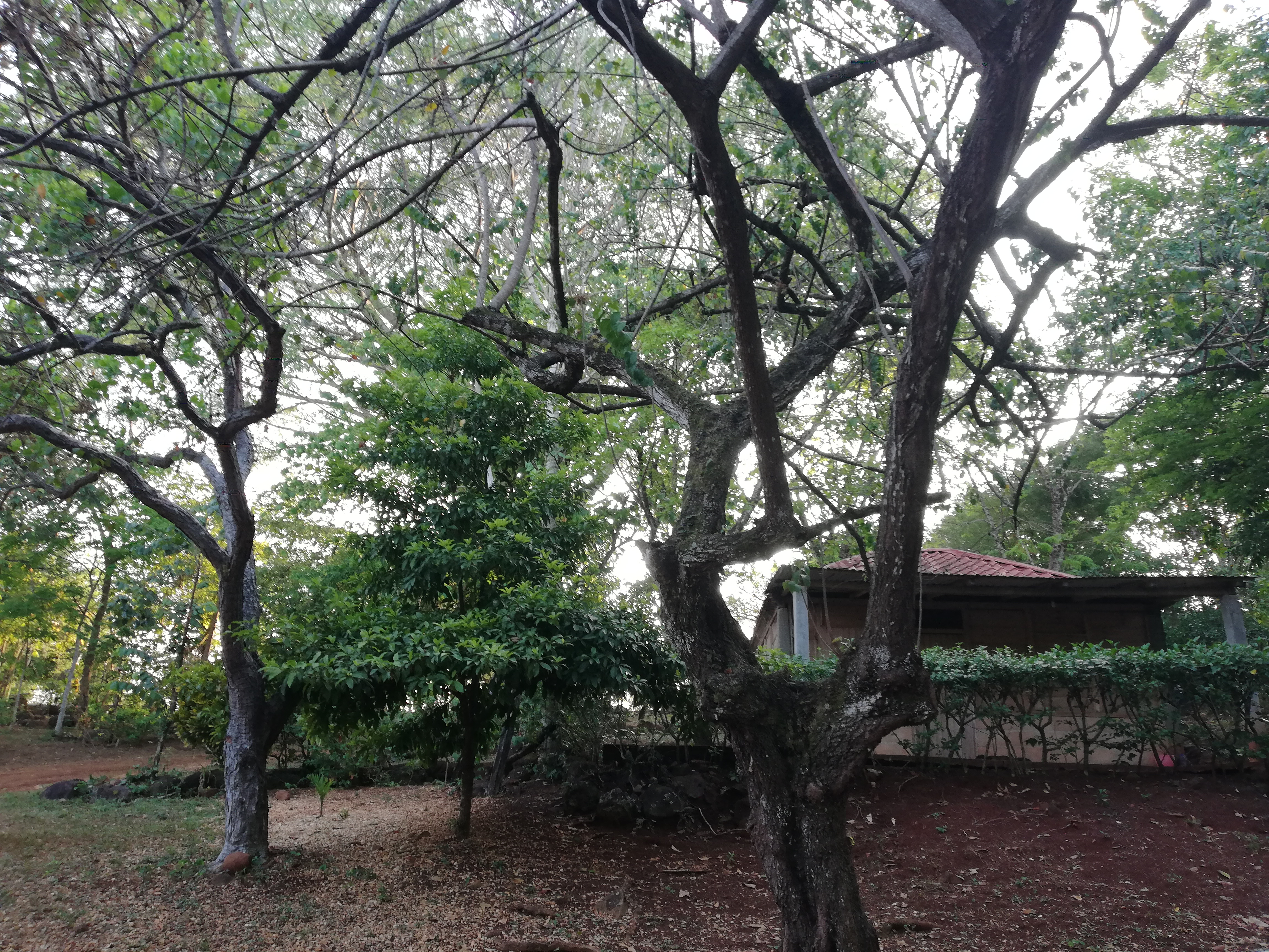 Cascada Jem Takxi Soteapan Ver image 8