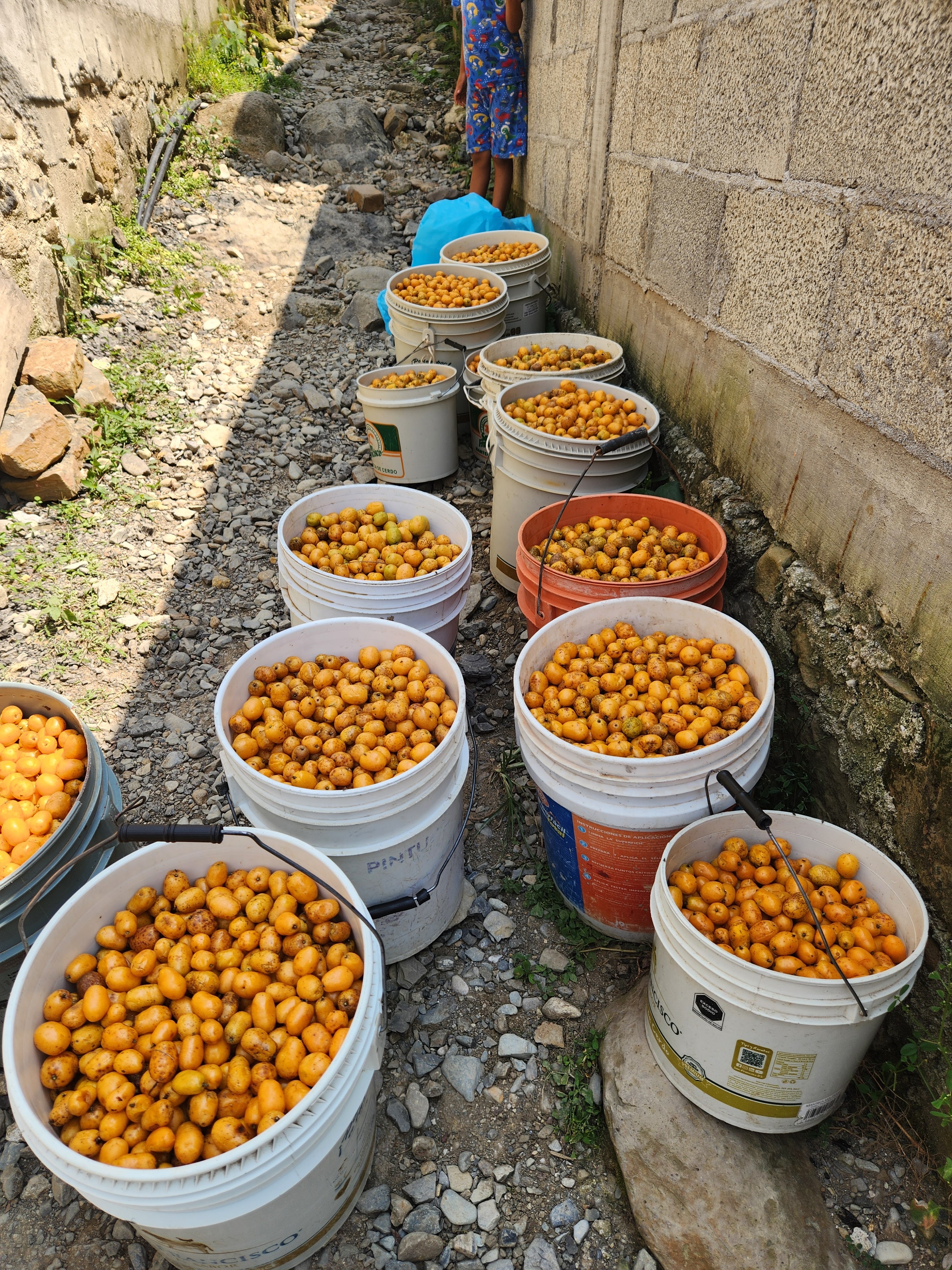 Restaurante Mi Pueblito image 8