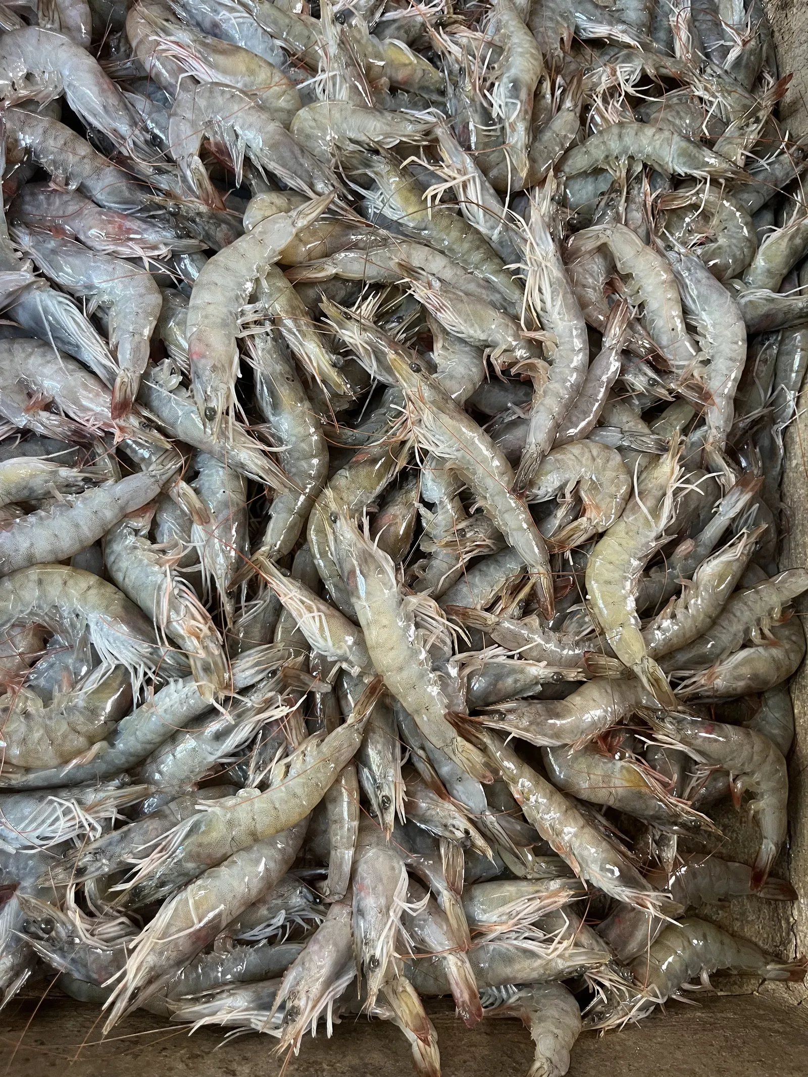Delicias del Mar 🦐 image 4