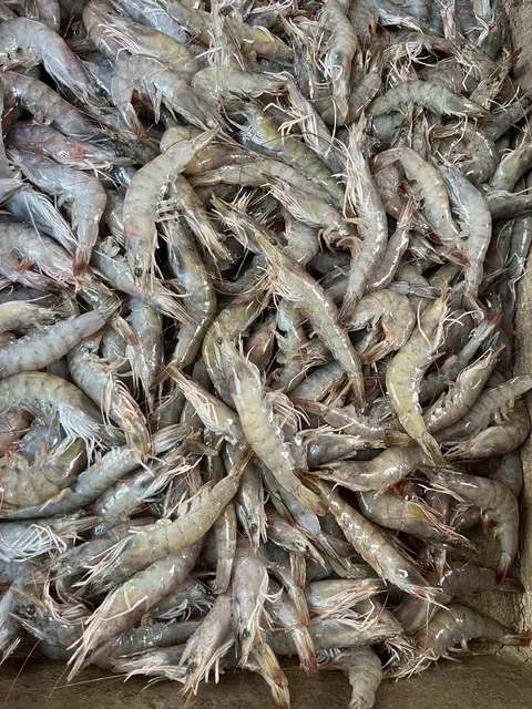 Delicias del Mar 🦐 image 4