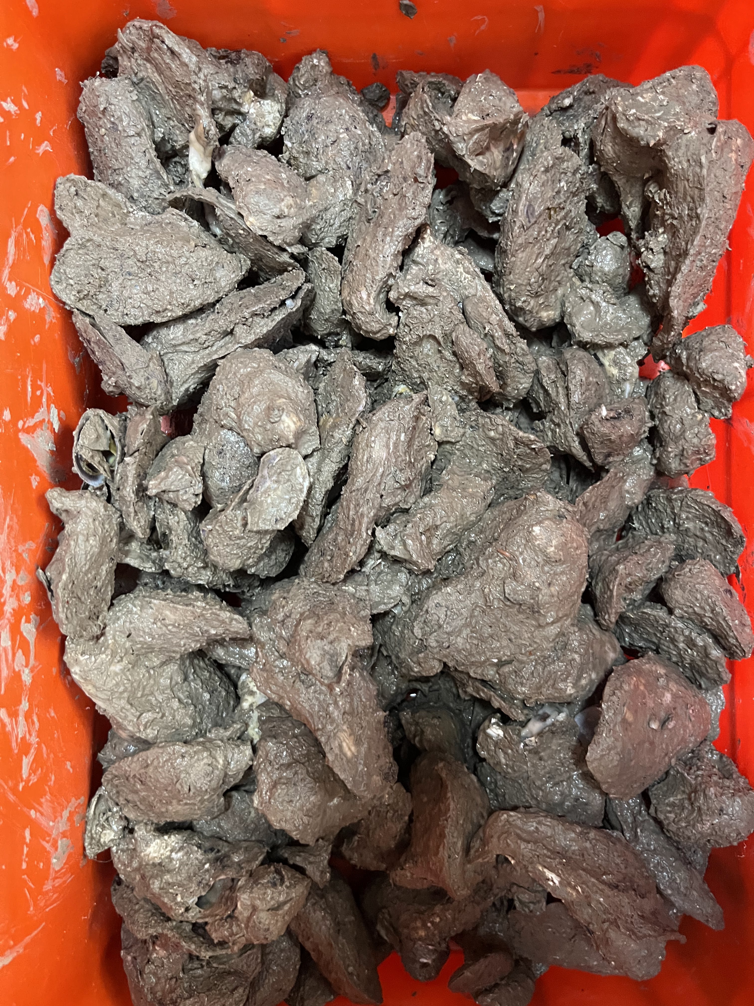 Delicias del Mar 🦐 image 9