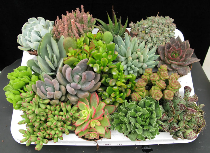 Plantas Cactus y Suculentas image 1