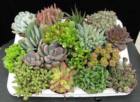 Plantas Cactus y Suculentas image 1