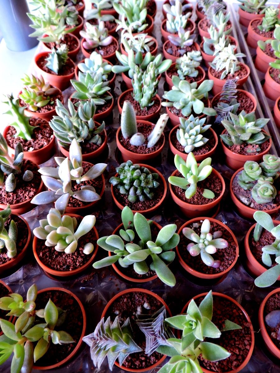 Plantas Cactus y Suculentas image 2