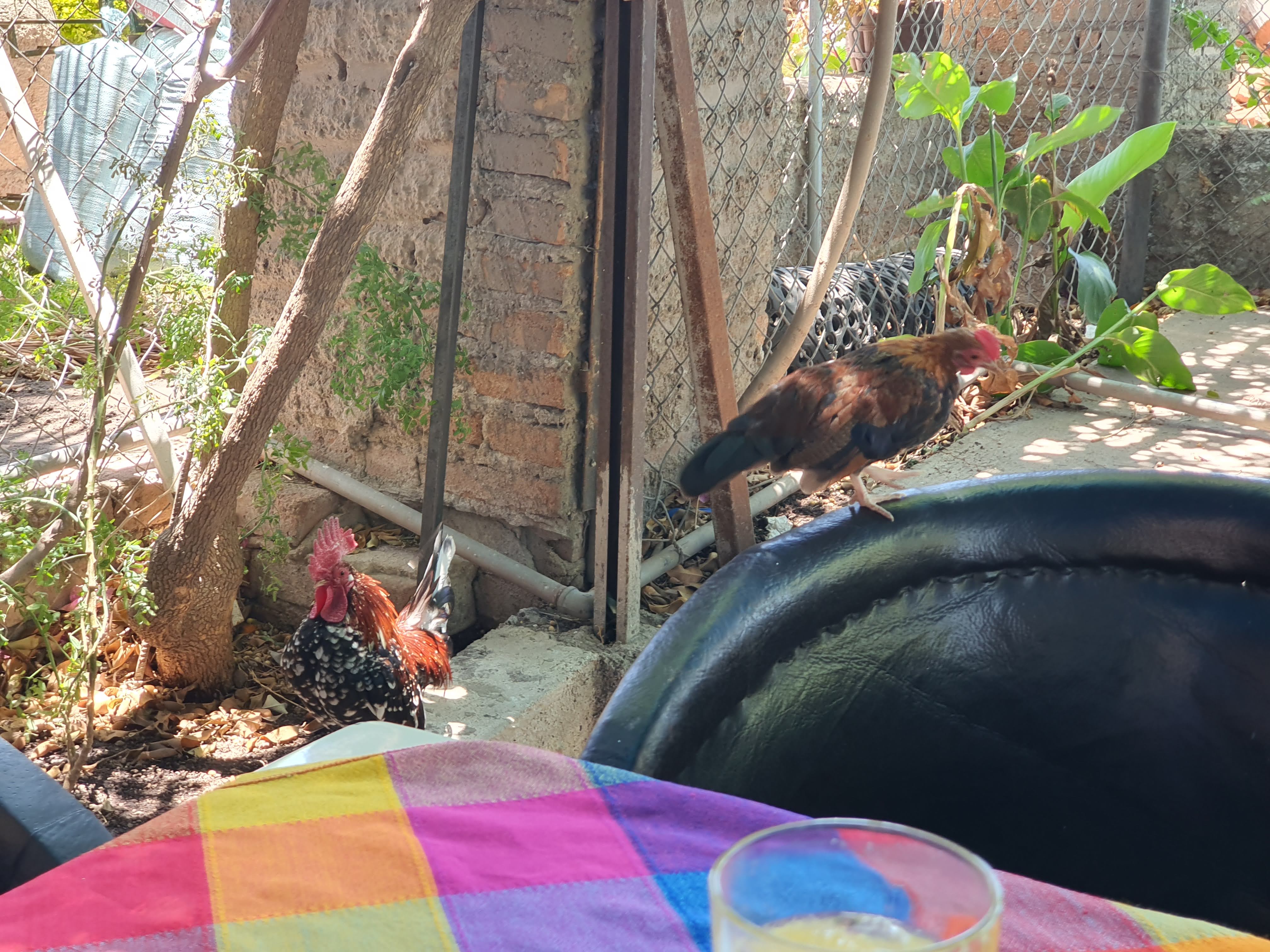 Birrieria & Restaurant "Los Chavas" Acatlan image 10