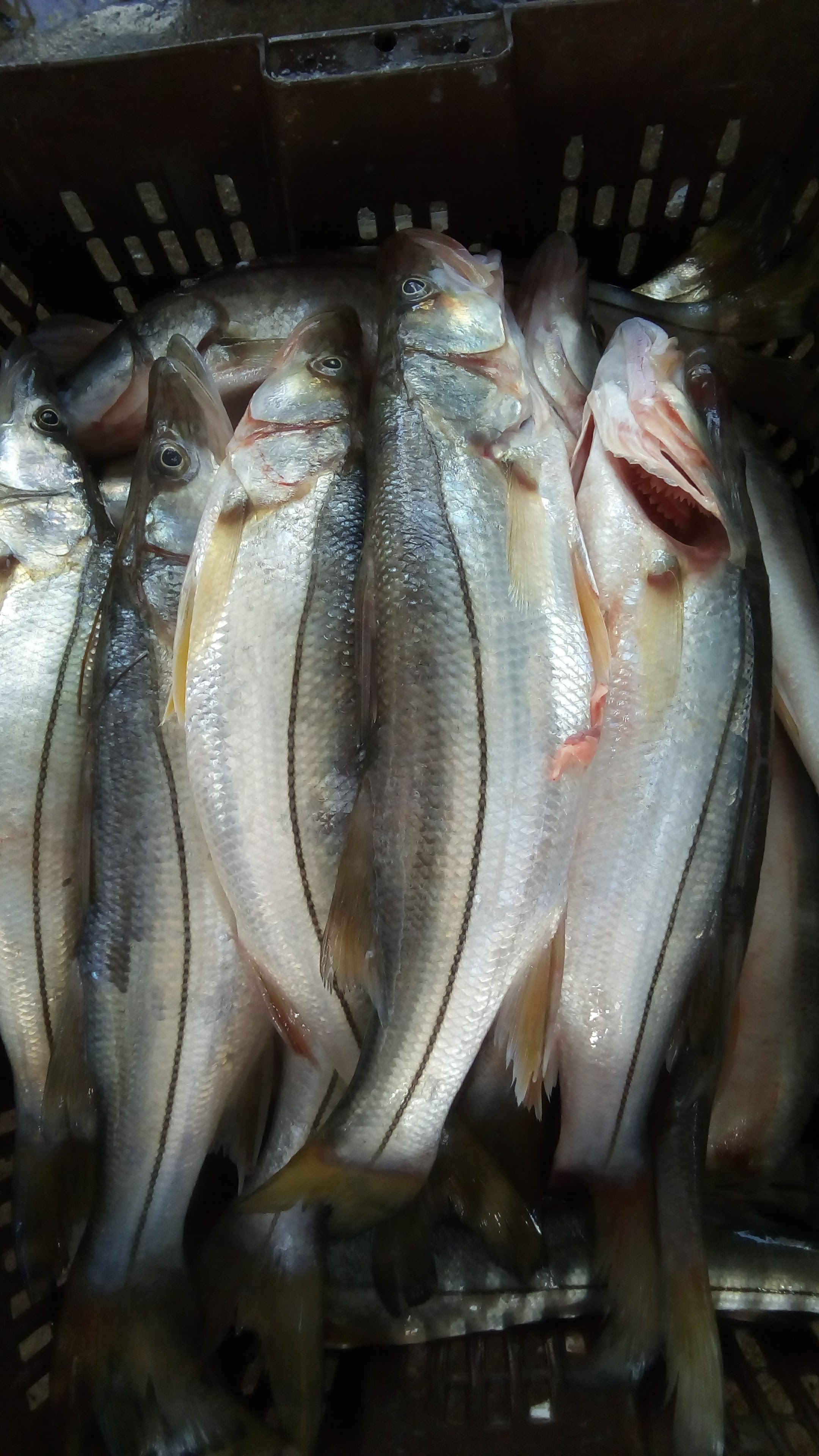 Pescados Y Mariscos Asul image 8