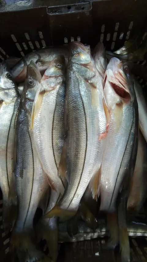 Pescados Y Mariscos Asul image 8