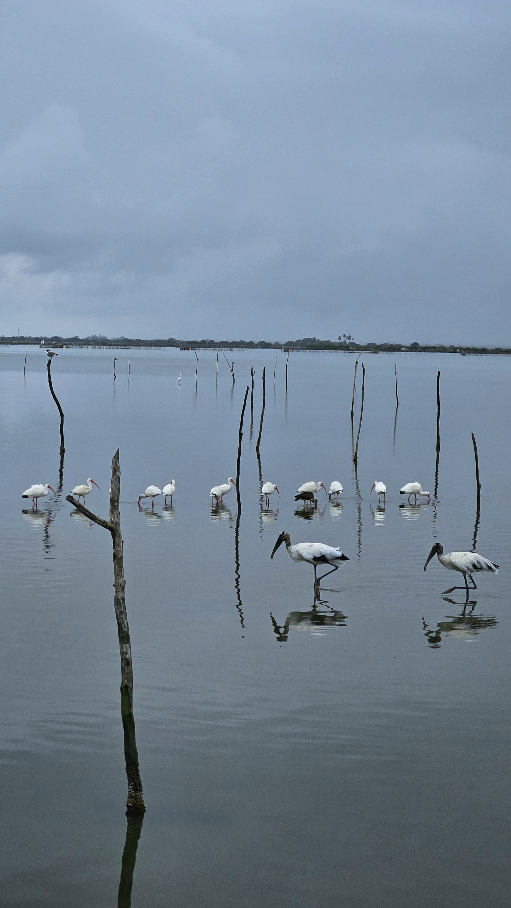 Restaurante El Hoyo De Cangrejo TNT Mariscos image 9