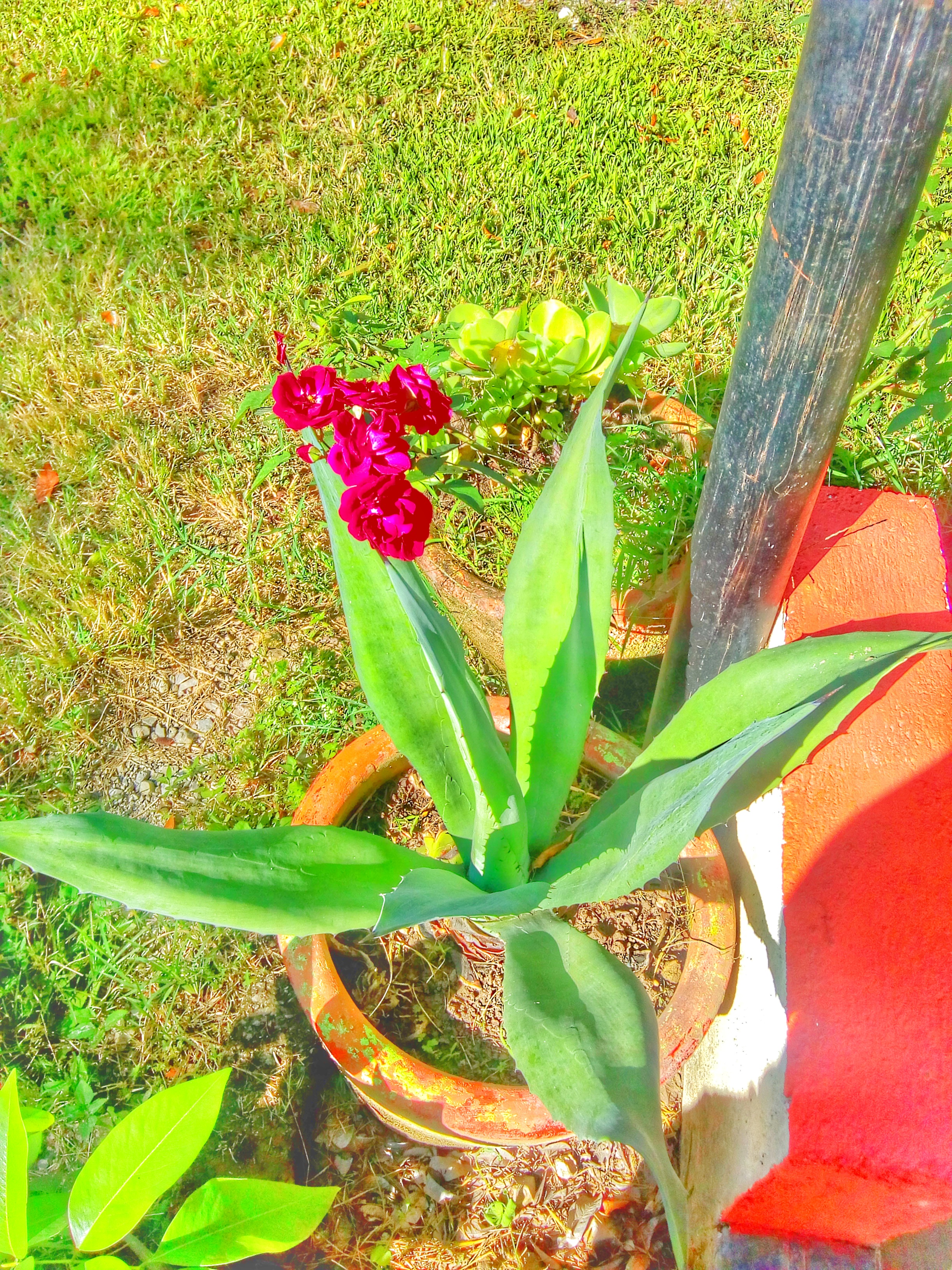 Rancho Bonito image 6