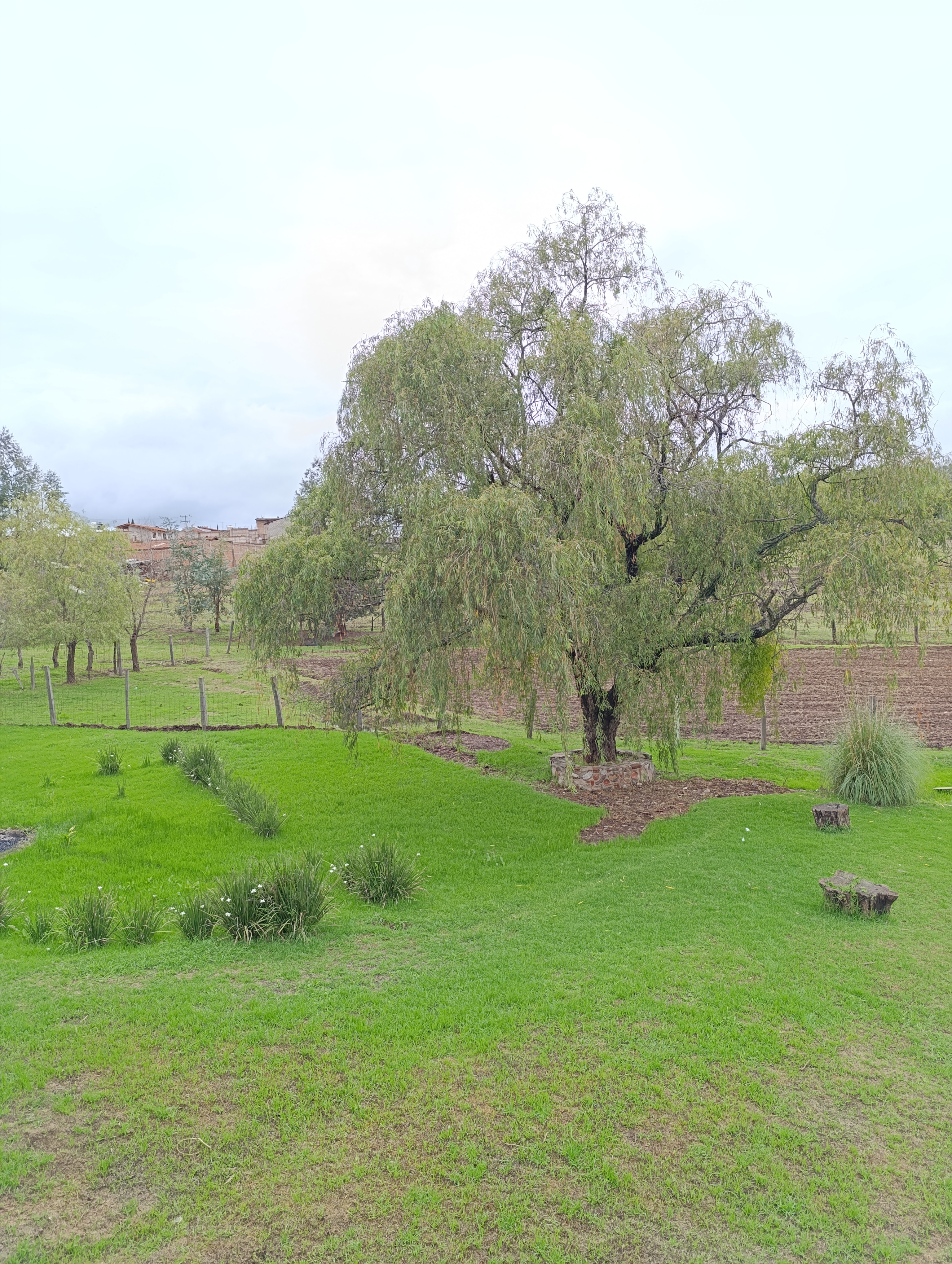 El Tonga Restaurante Campestre y Borrego Tapalpa image 9