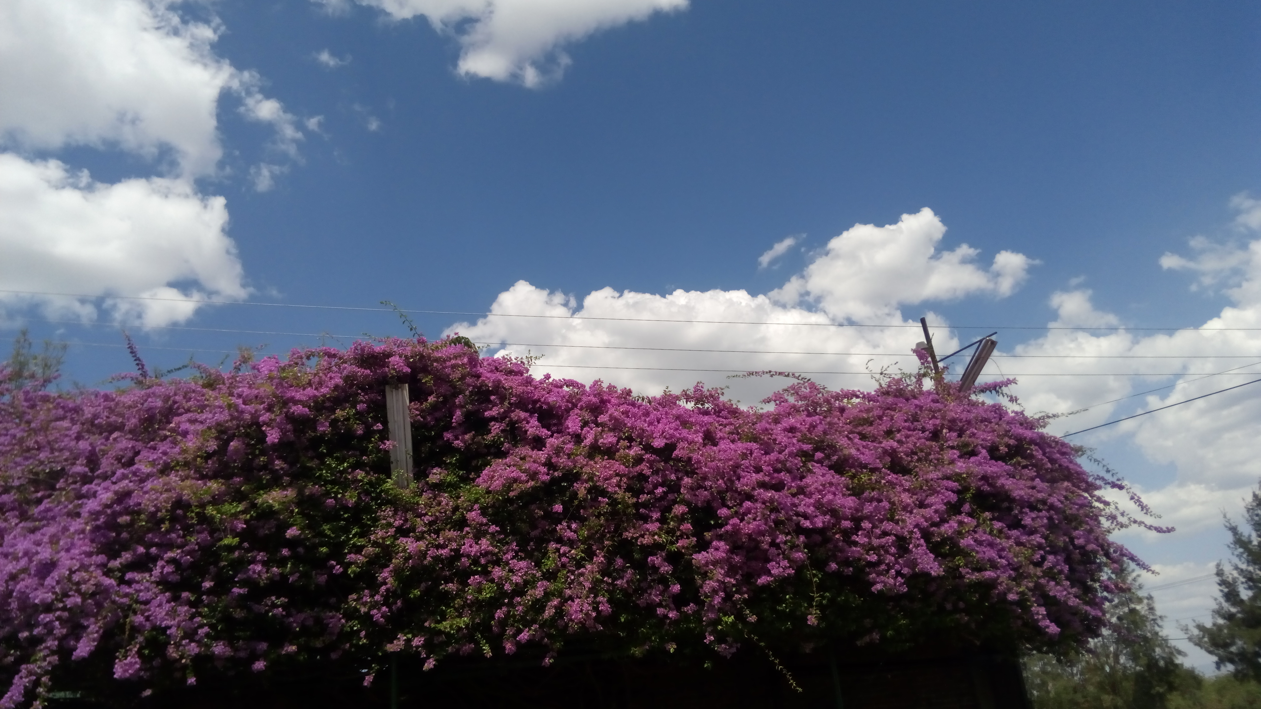 Restaurant La Joya de los Medel image 7