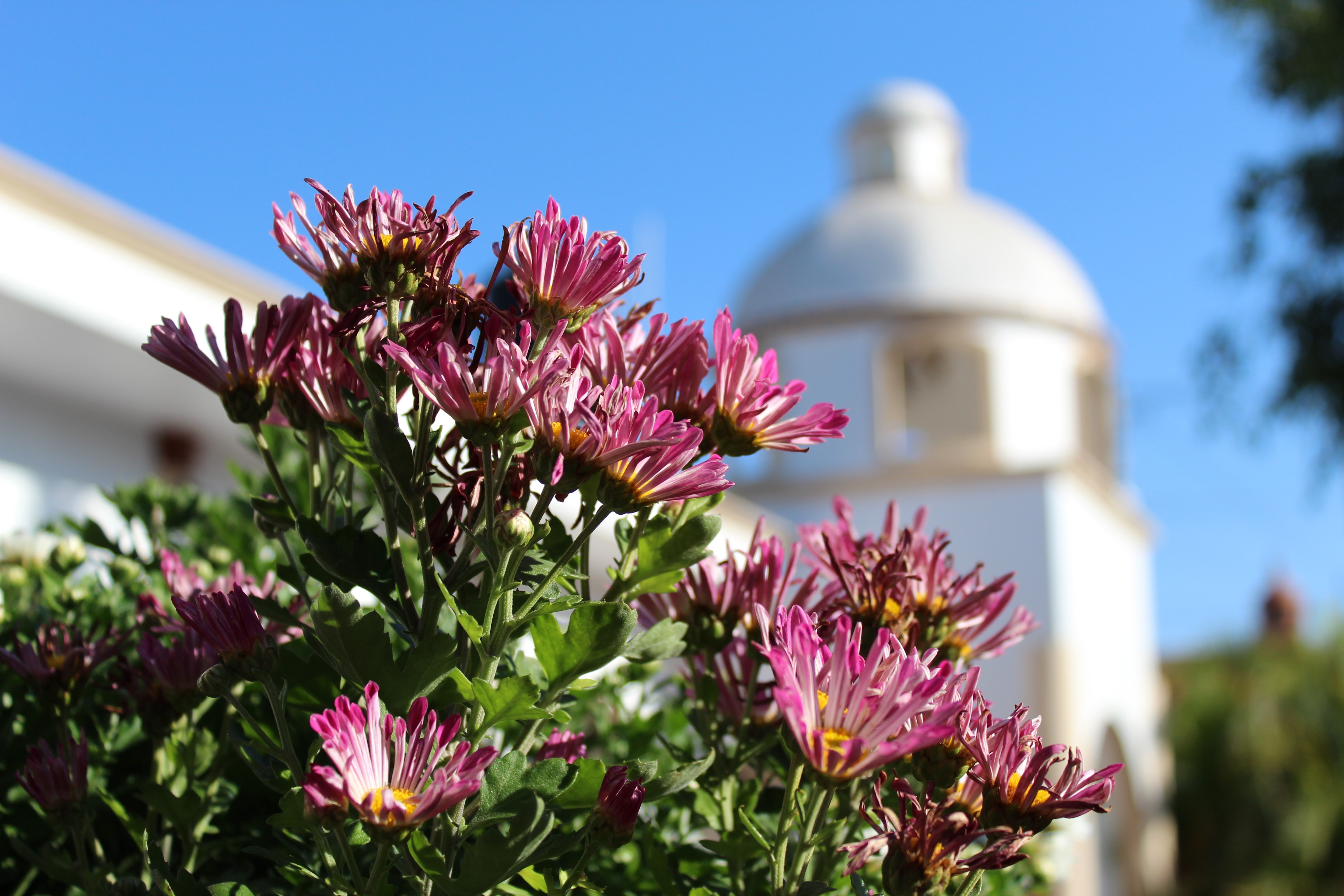 -Bistro coffee- Campanario image 9