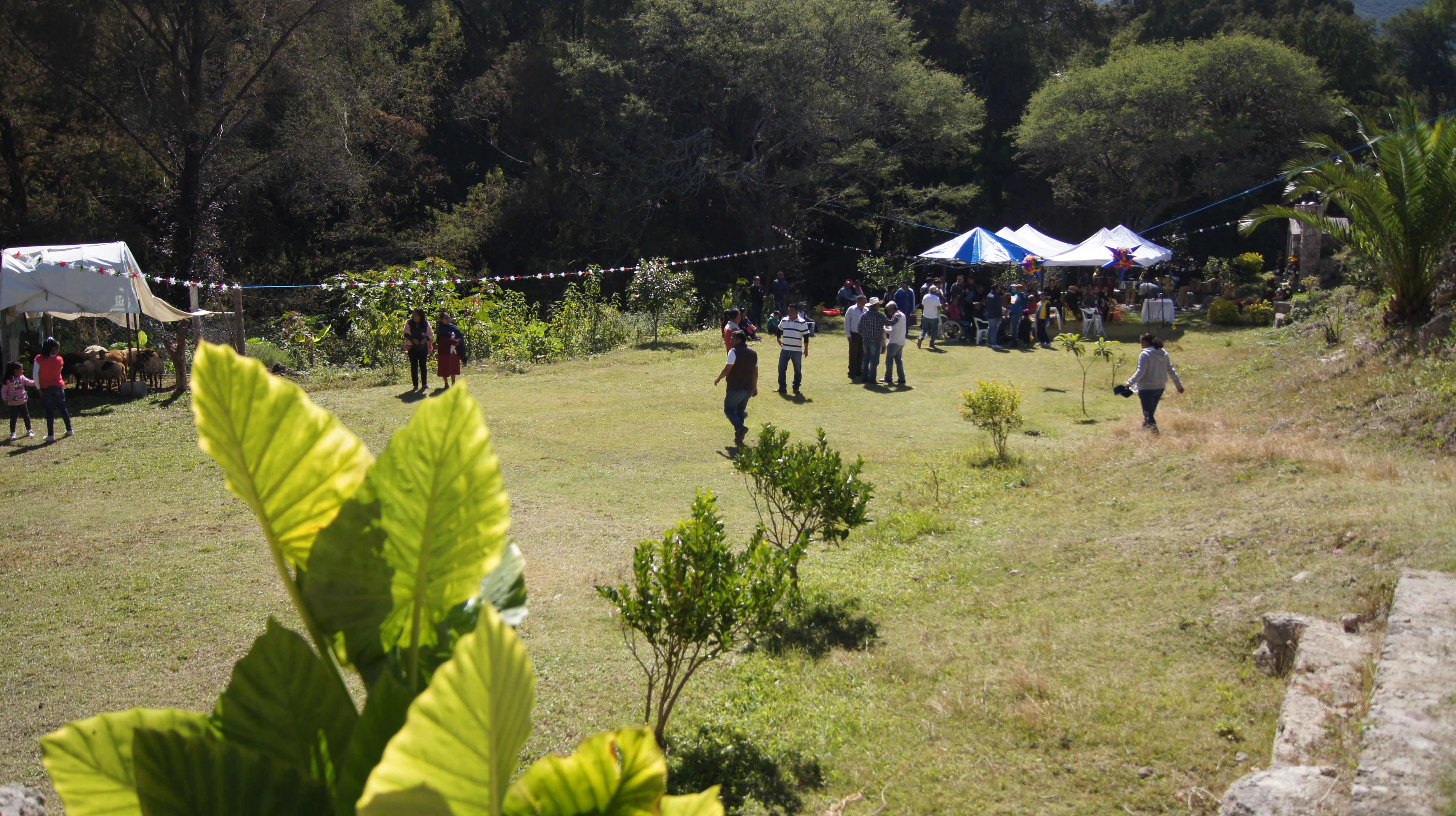 "Rancho Real de Mayoral Destiladora de Mezcal image 1