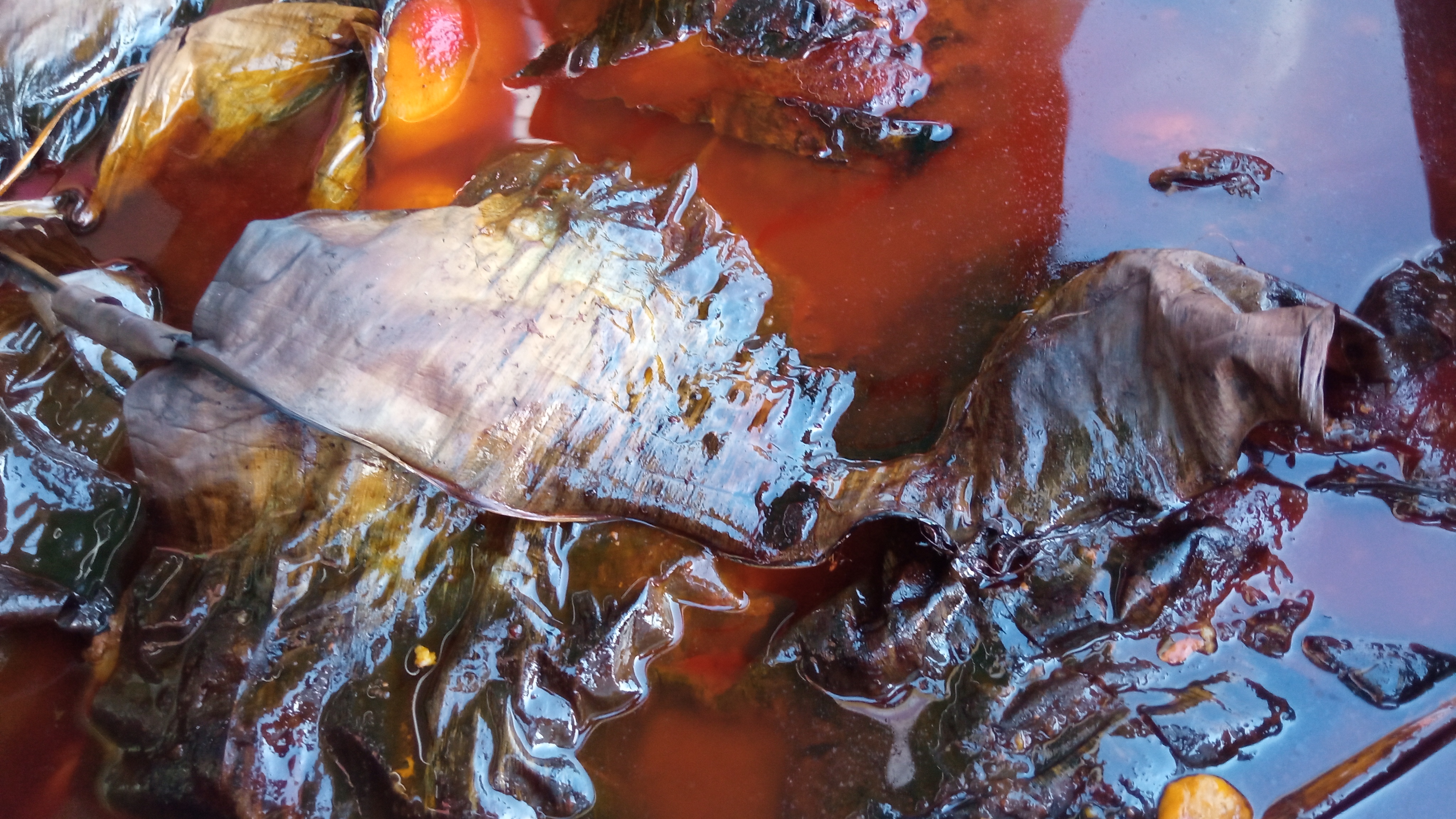 Los Hermanitos Sabor De Tekax image 2